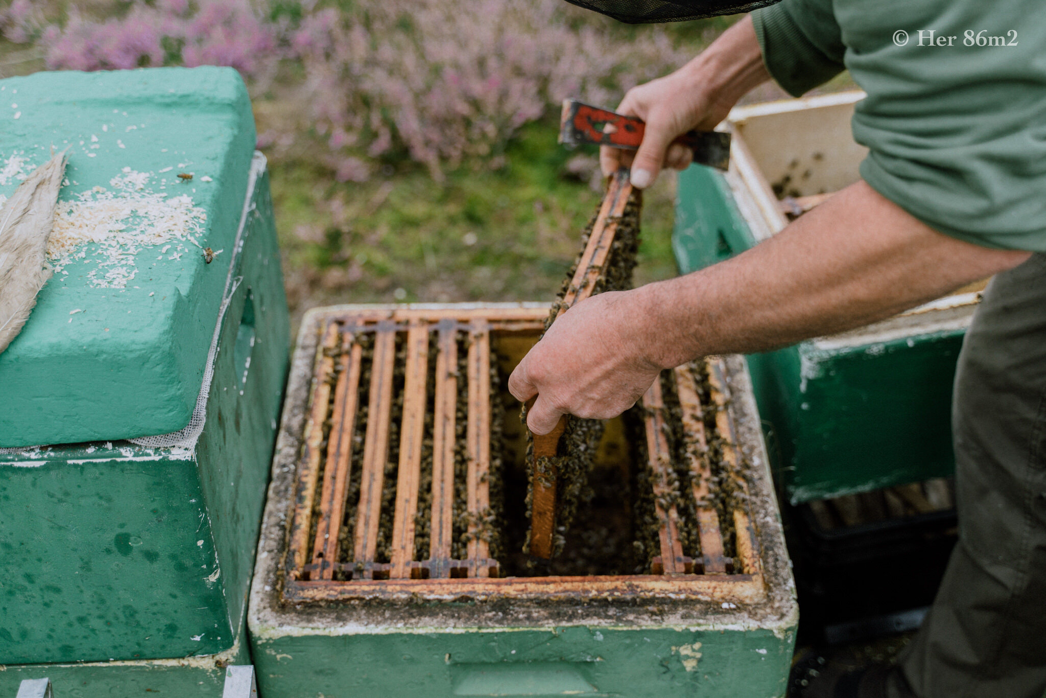 One Day Learning the Art of Beekeeping and Making Honey - Her86m2 64.jpg