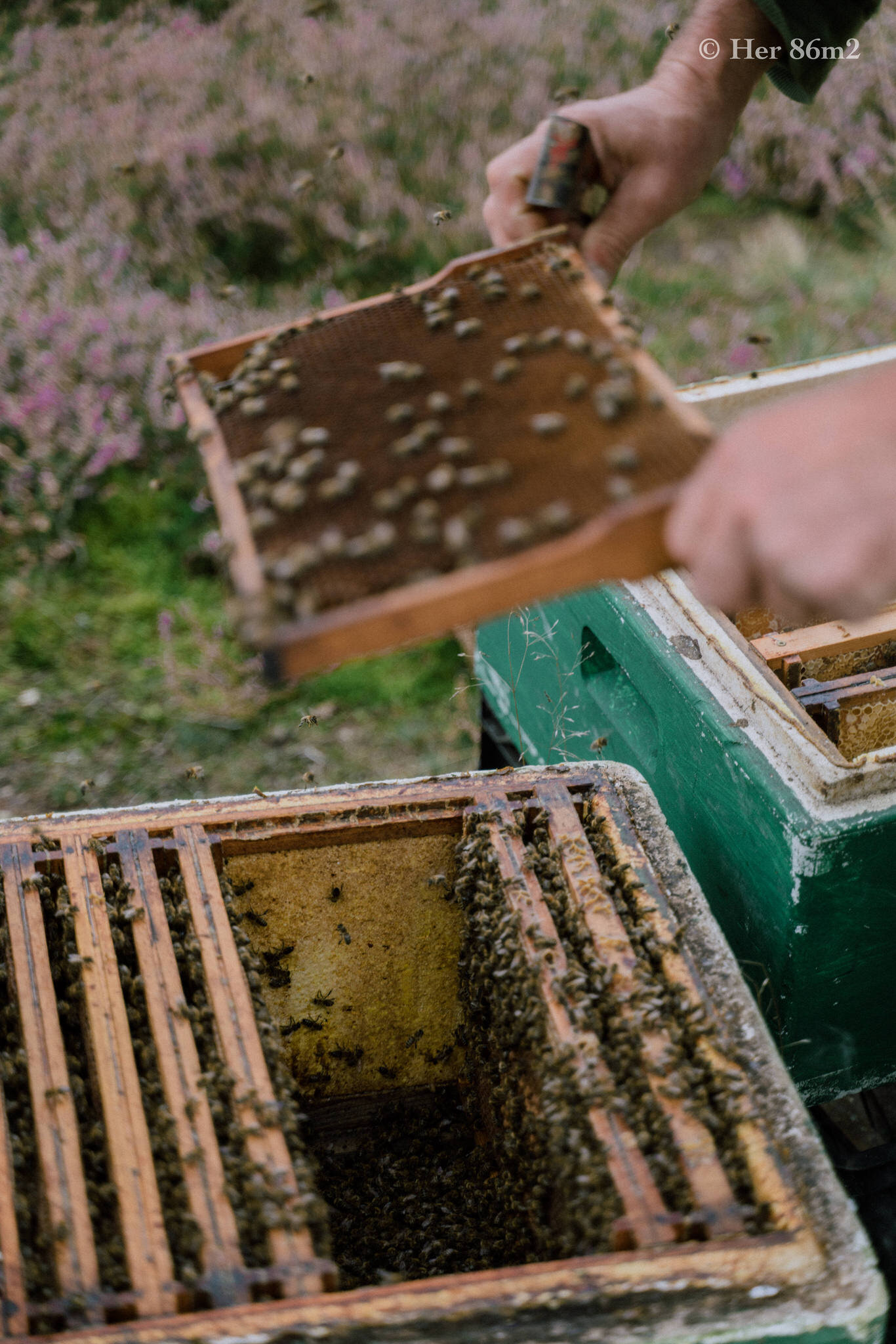 One Day Learning the Art of Beekeeping and Making Honey - Her86m2 65.jpg