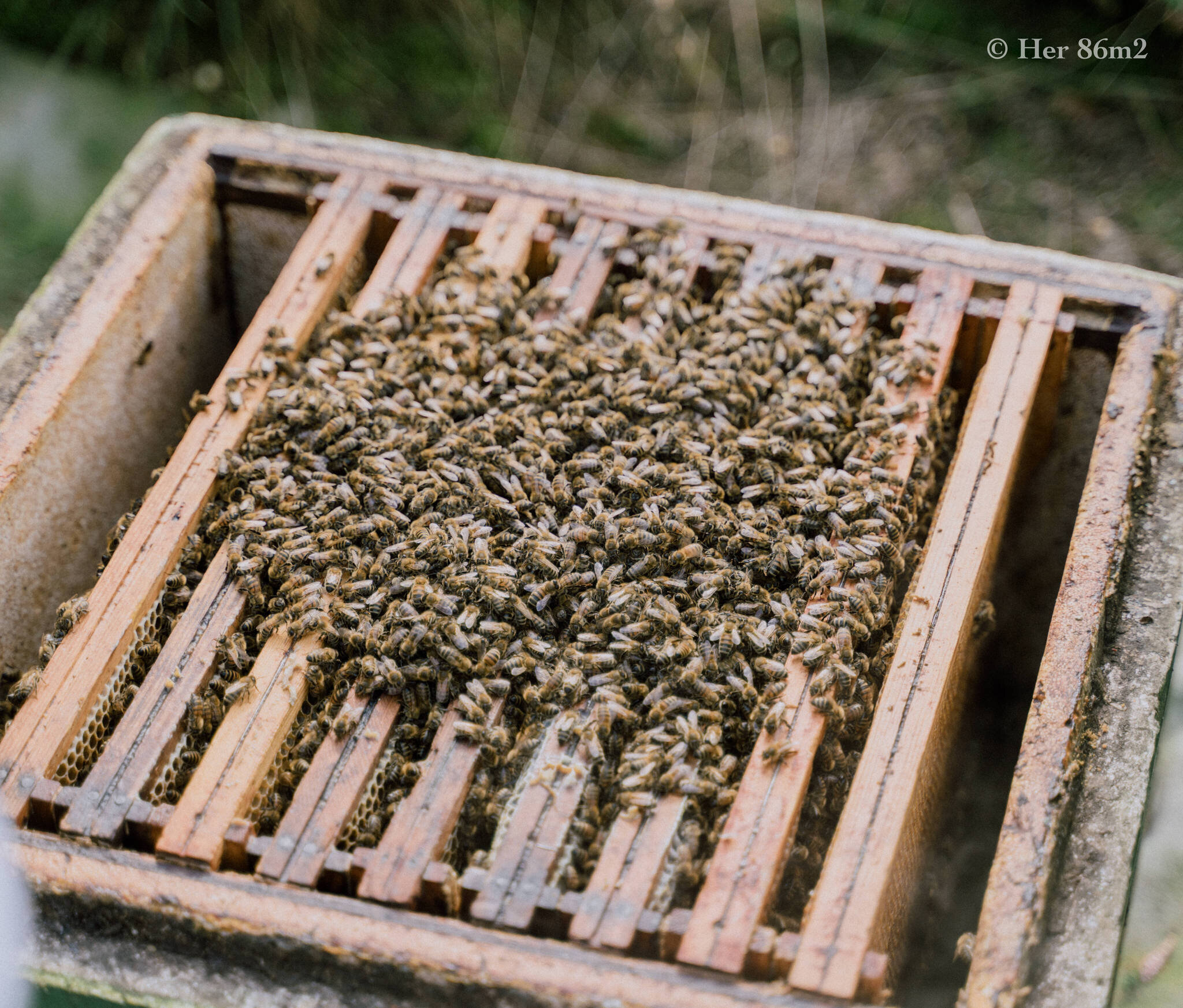 One Day Learning the Art of Beekeeping and Making Honey - Her86m2 116.jpg