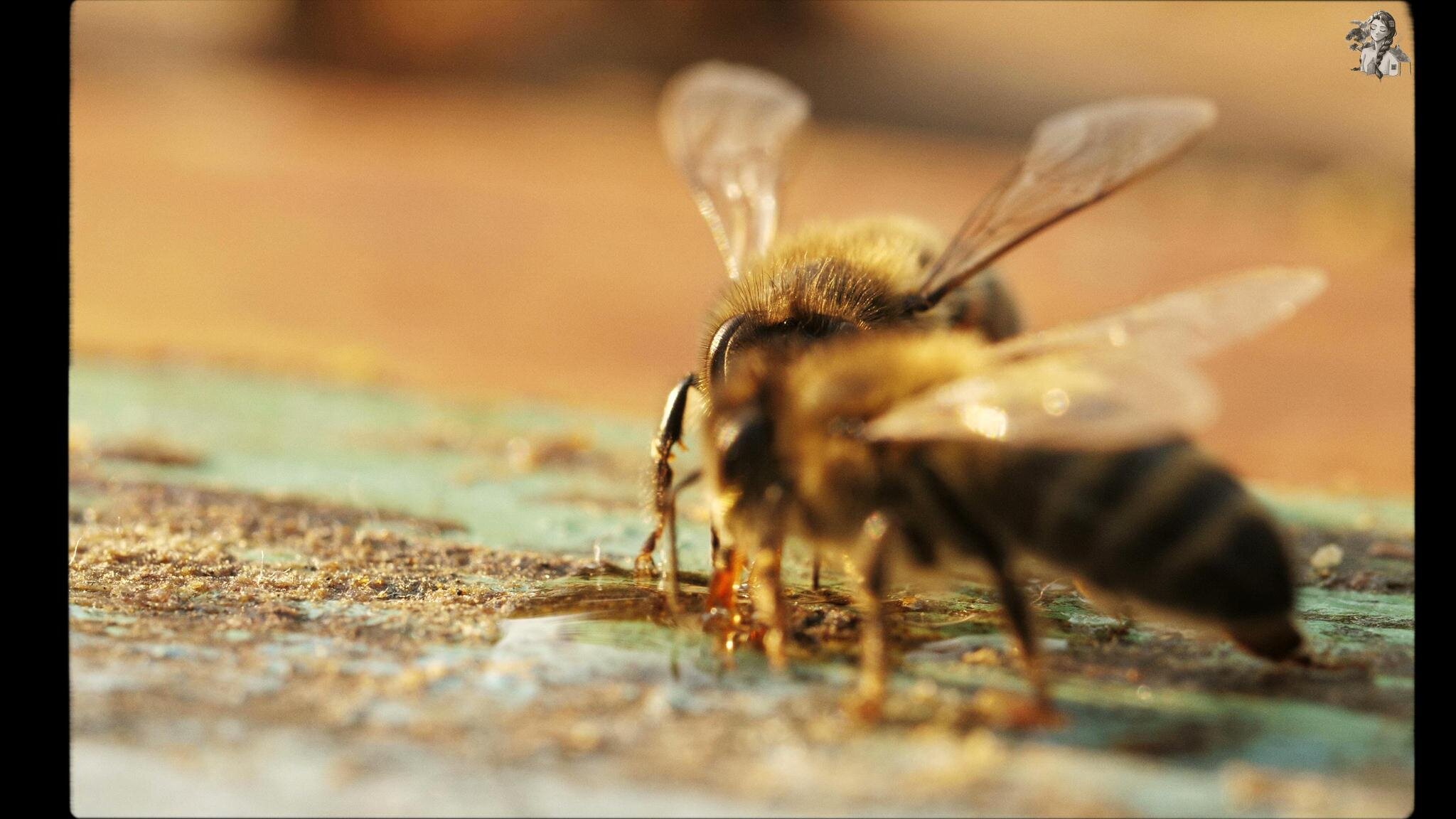 One Day Learning the Art of Beekeeping and Making Honey - Her86m2 - 3.jpg