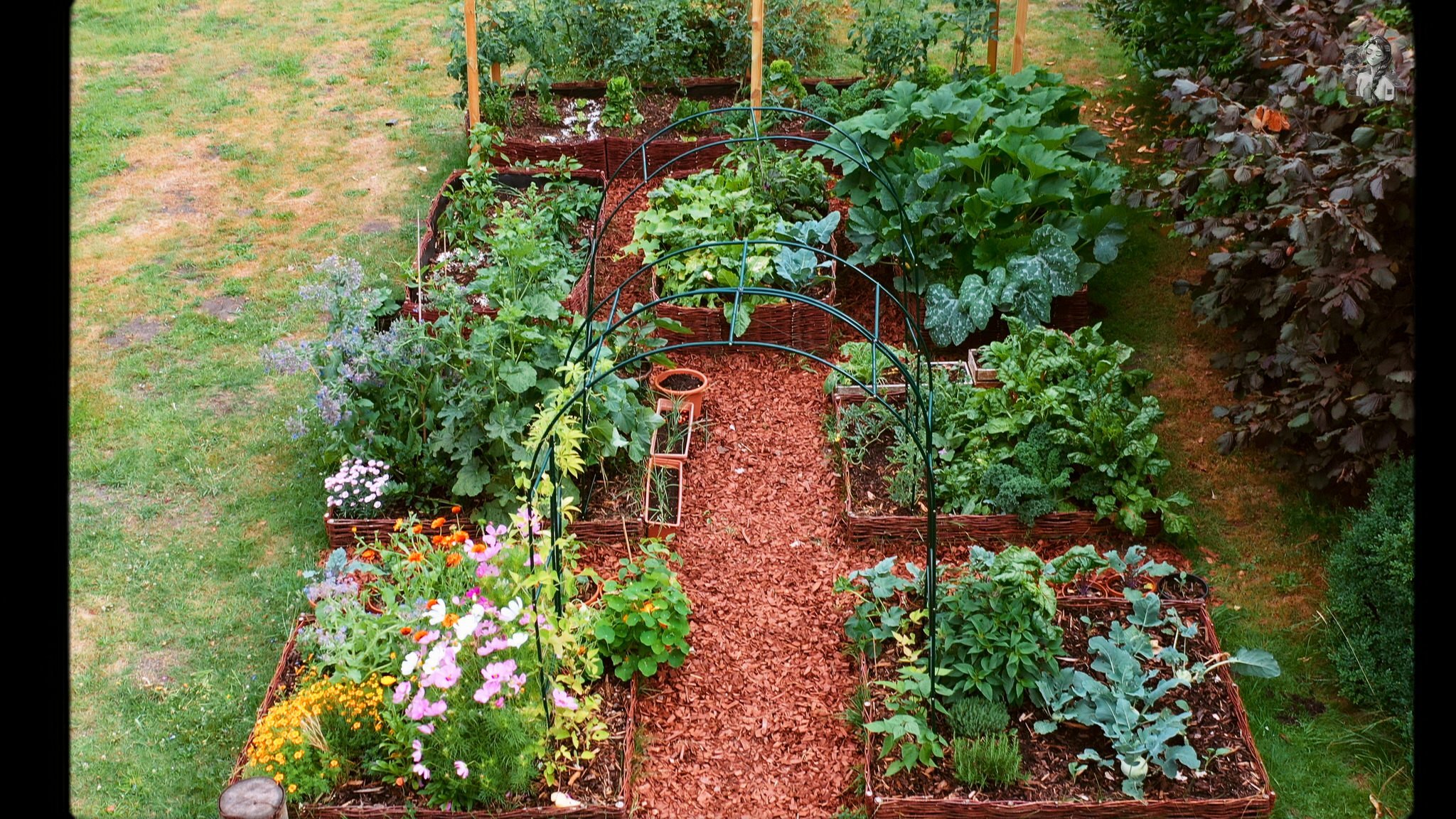 365 Days of my Vegetable Garden from Above_1.41.1.jpg