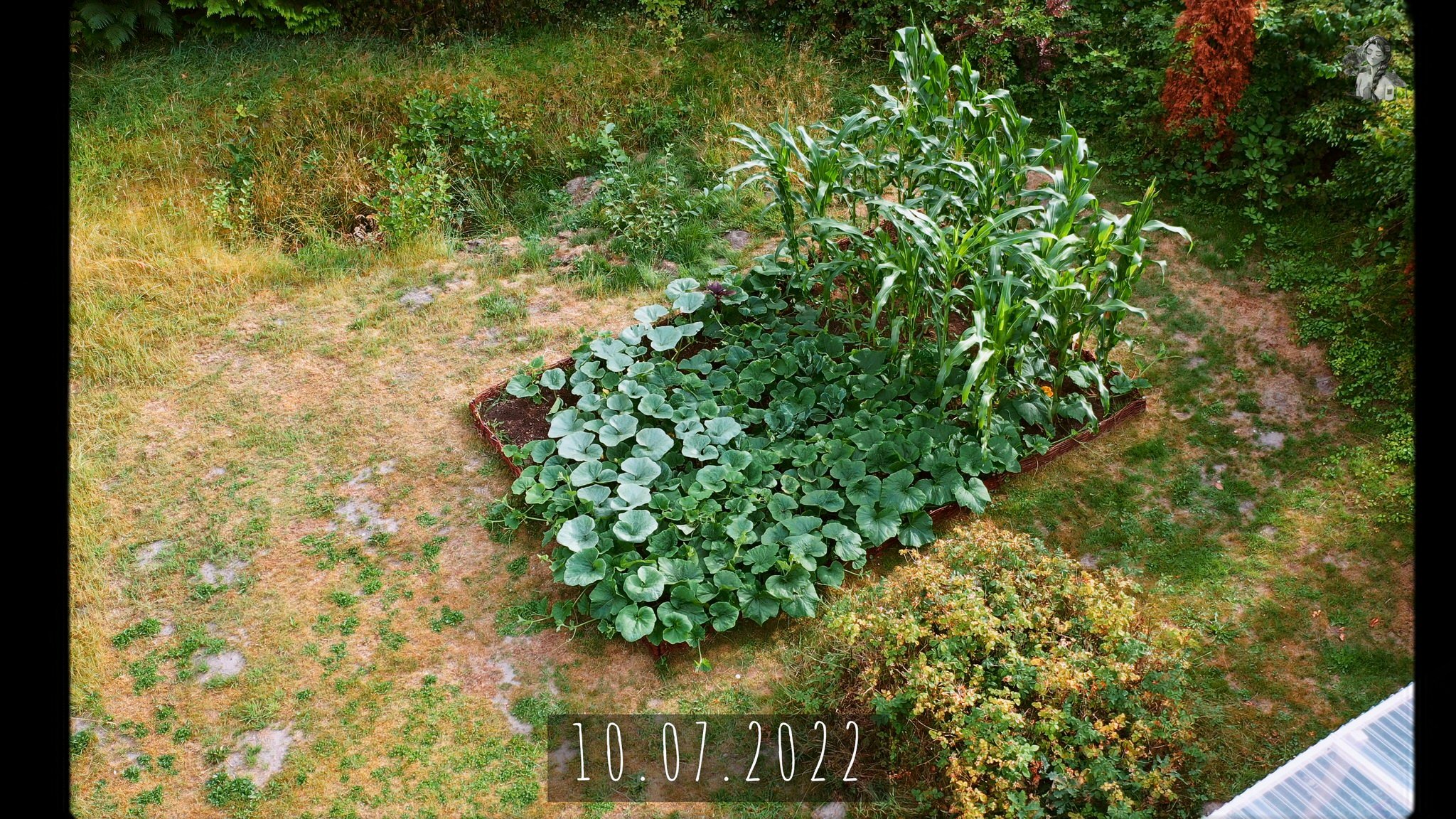 365 Days of my Vegetable Garden from Above_1.42.1.jpg