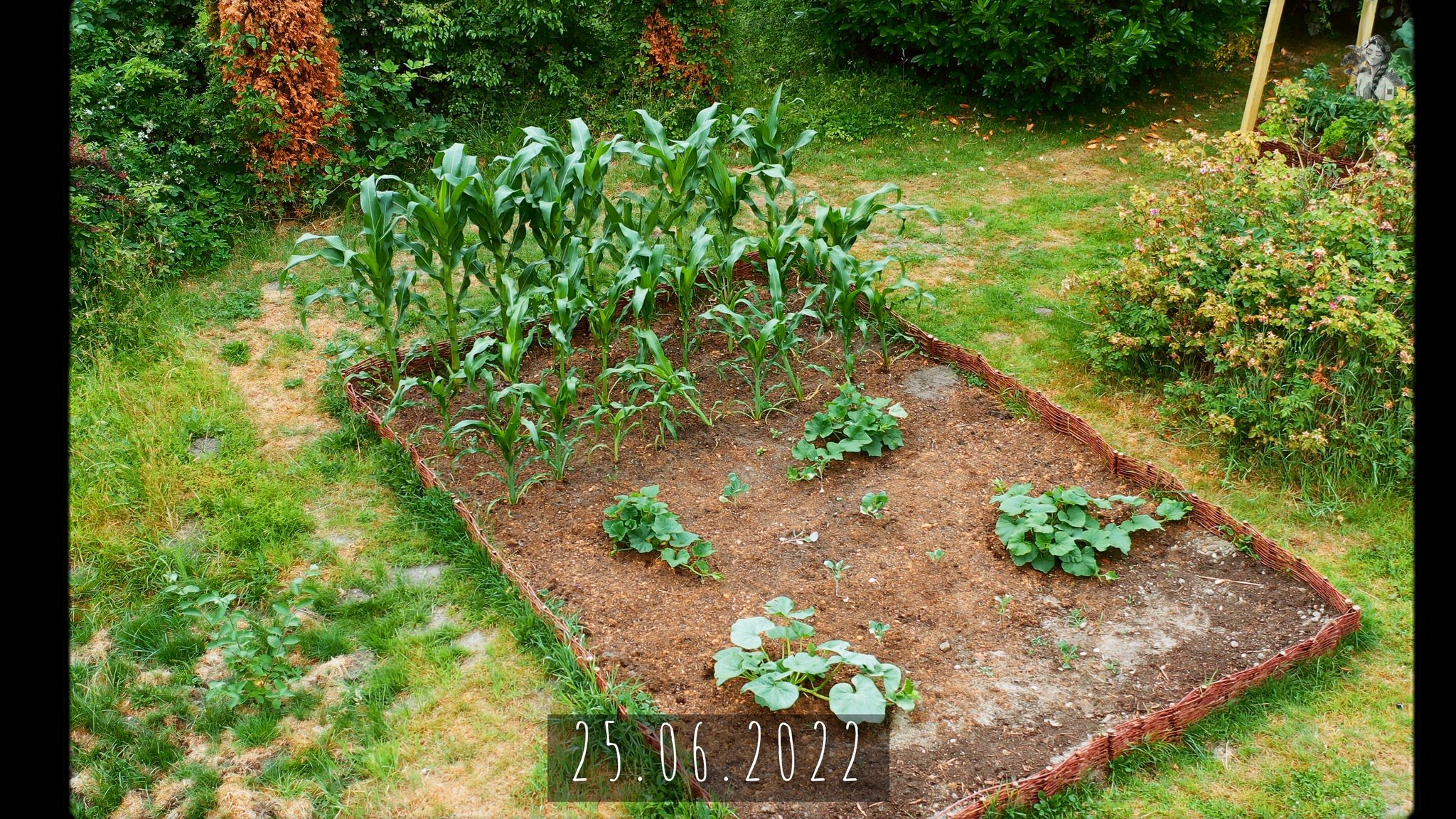 365 Days of my Vegetable Garden from Above_1.37.1.jpg