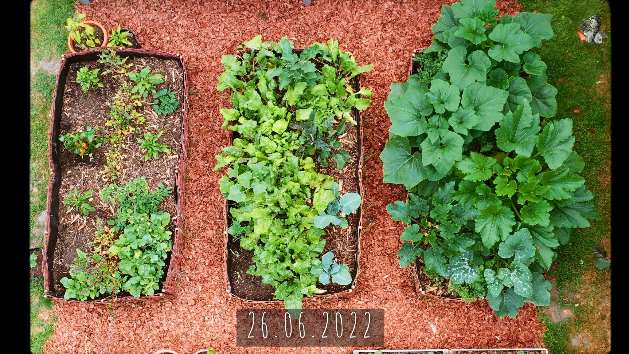365 Days of my Vegetable Garden from Above_1.38.1.jpg
