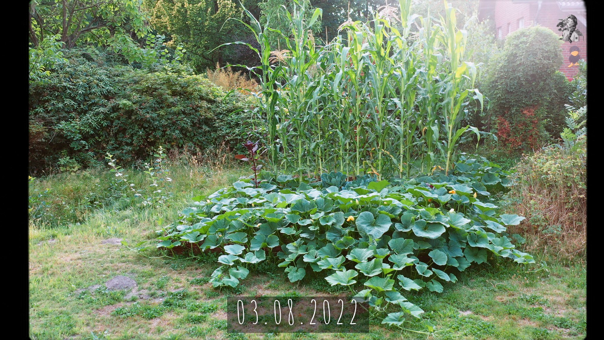 365 Days of my Vegetable Garden from Above_1.48.1.jpg