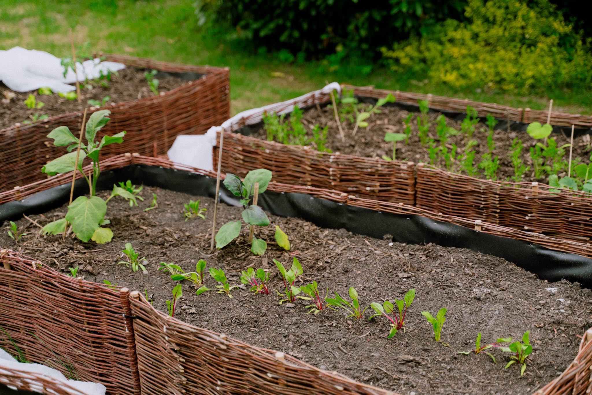 Vegetable Garden 2022 - Her86m2 - 1.jpg