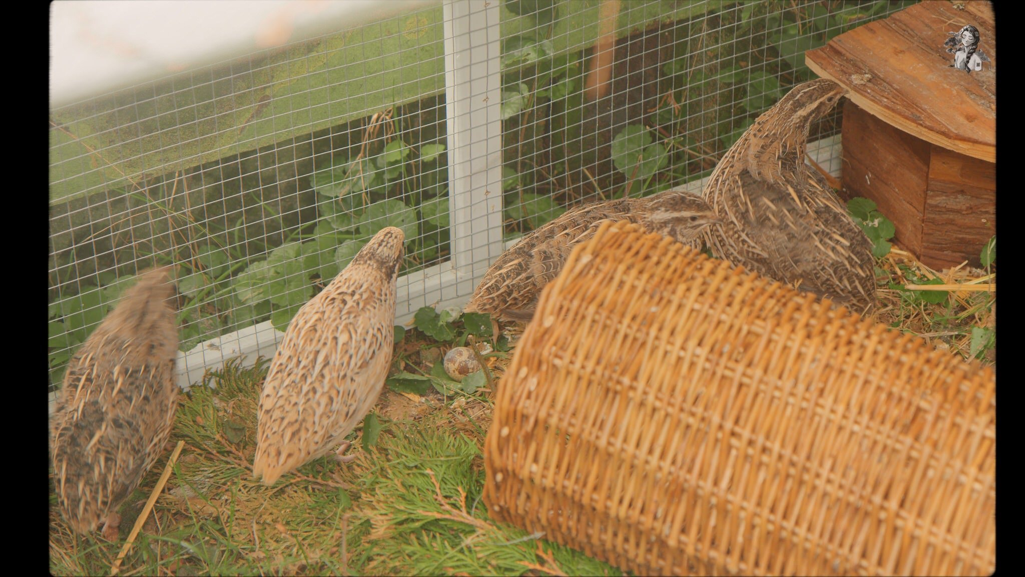 Keeping & Raising Quails for Eggs - Her86m2 42.jpg