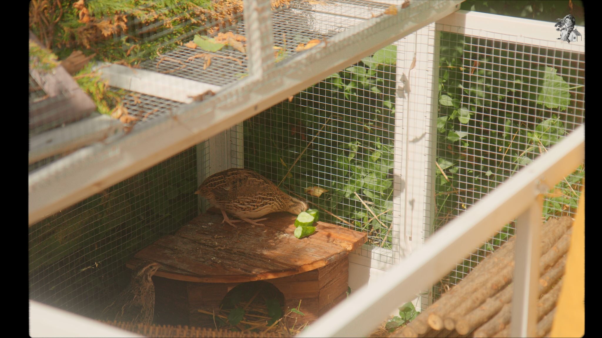 Keeping & Raising Quails for Eggs - Her86m2 55.jpg