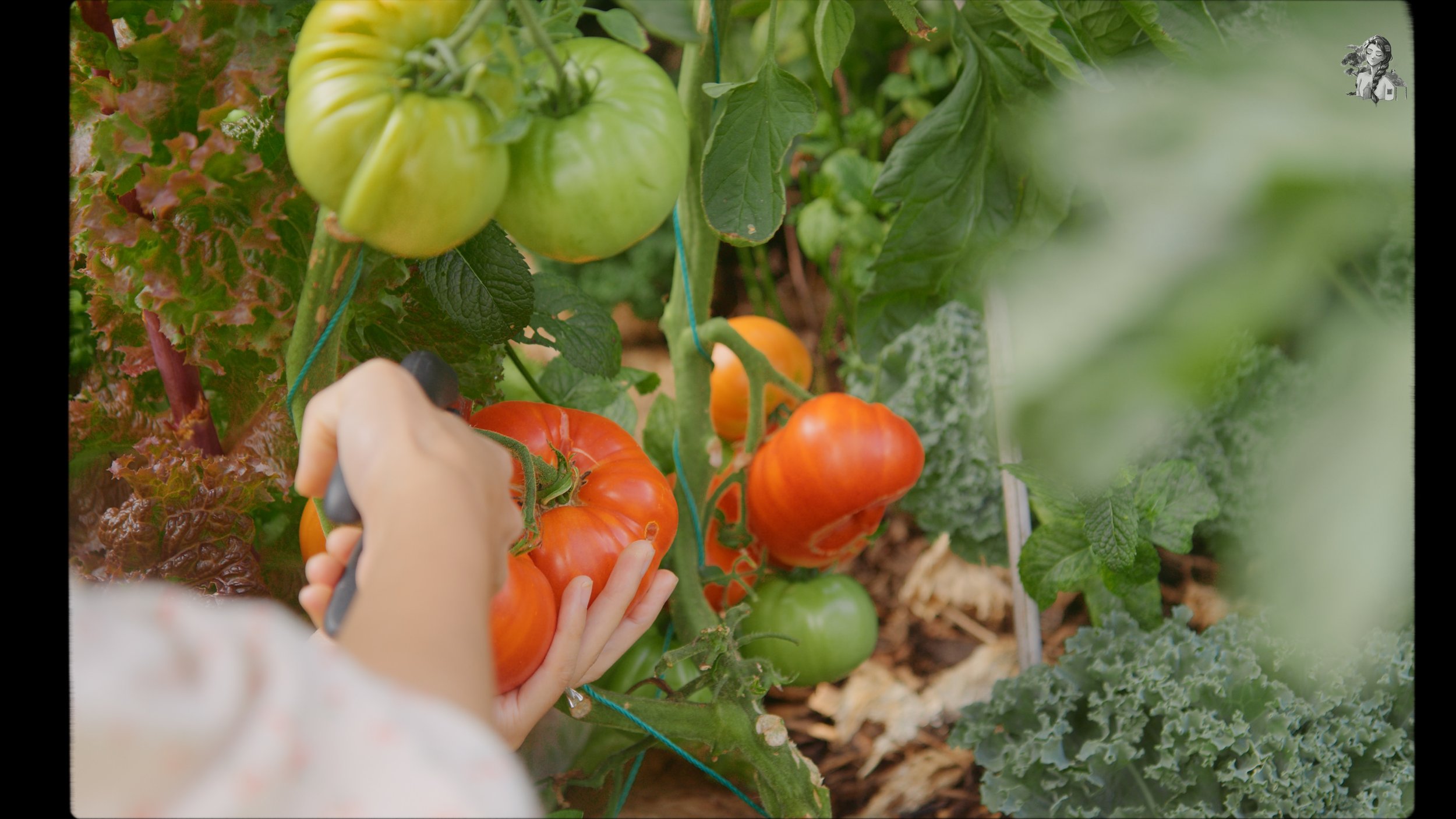 Everything About Growing Tomatoes - Her86m2 _1.233.1.jpg