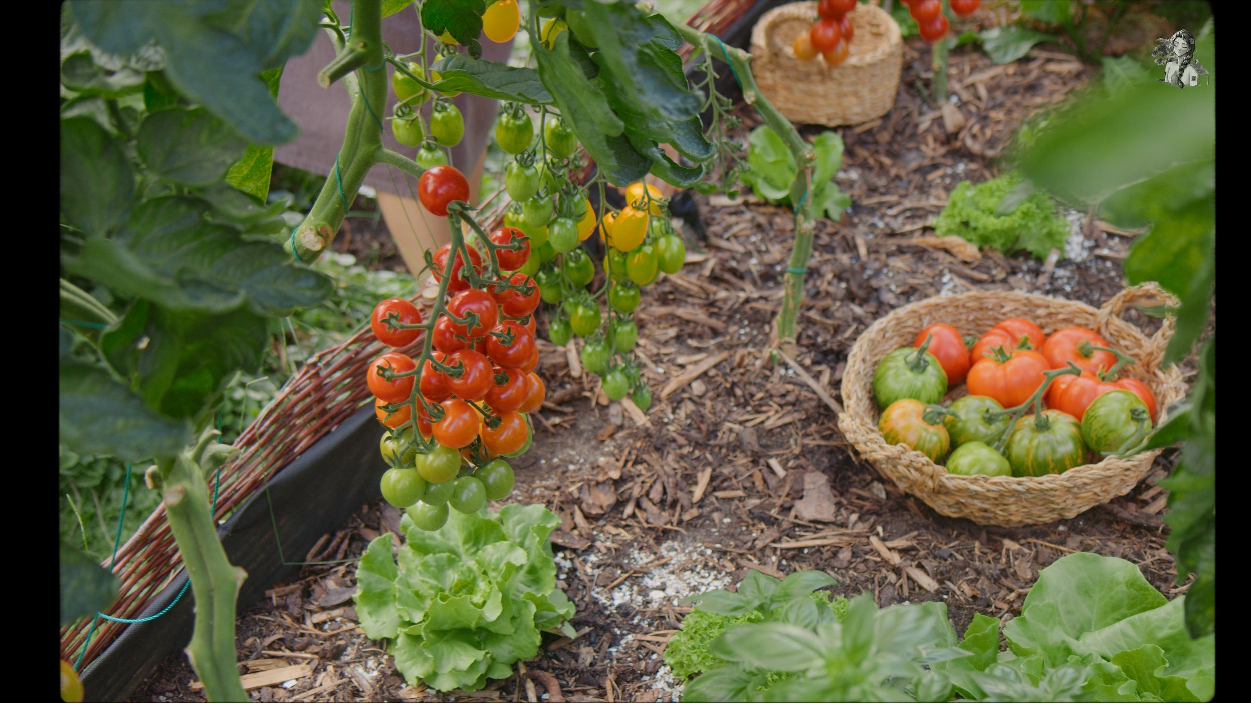 Everything About Growing Tomatoes - Her86m2 _1.237.1.jpg