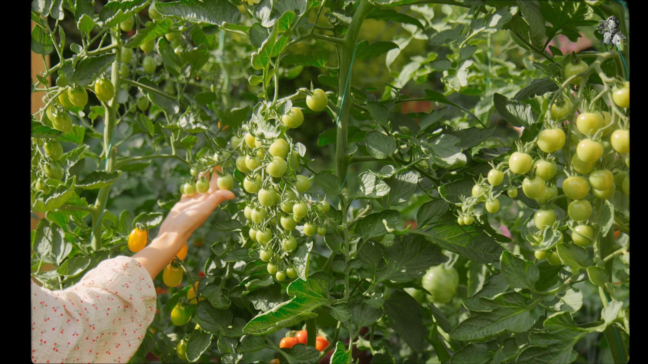 Everything About Growing Tomatoes - Her86m2 _1.238.1.jpg