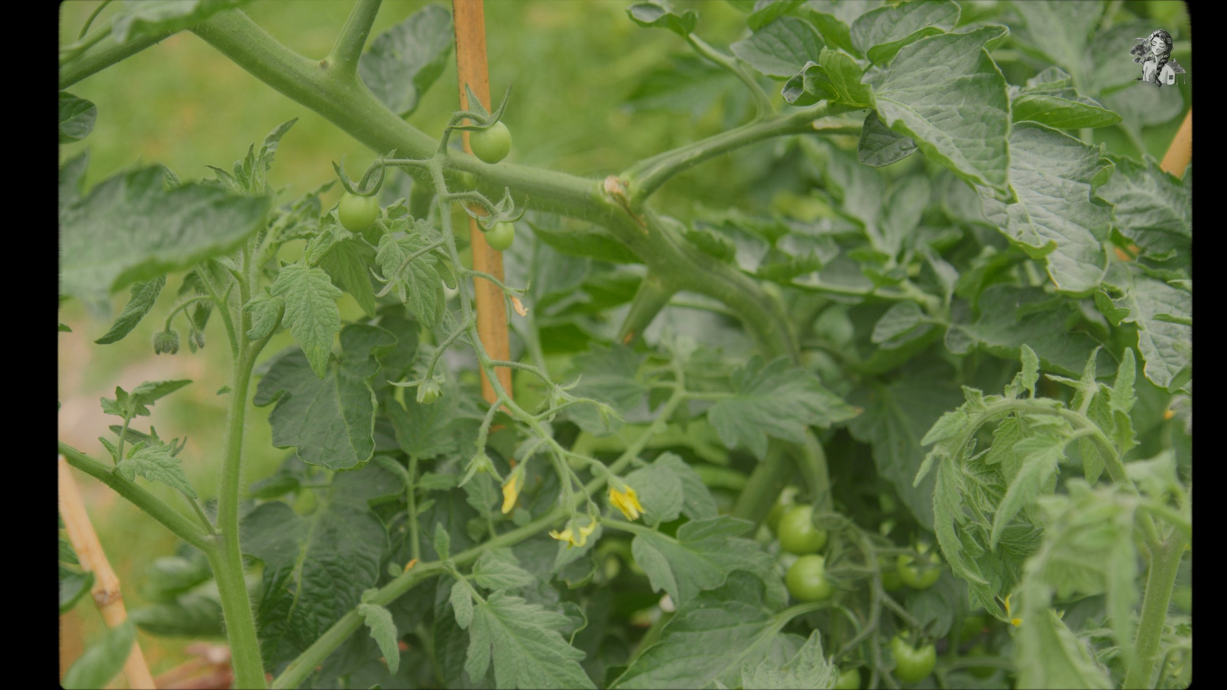 Everything About Growing Tomatoes - Her86m2 _1.178.1.jpg