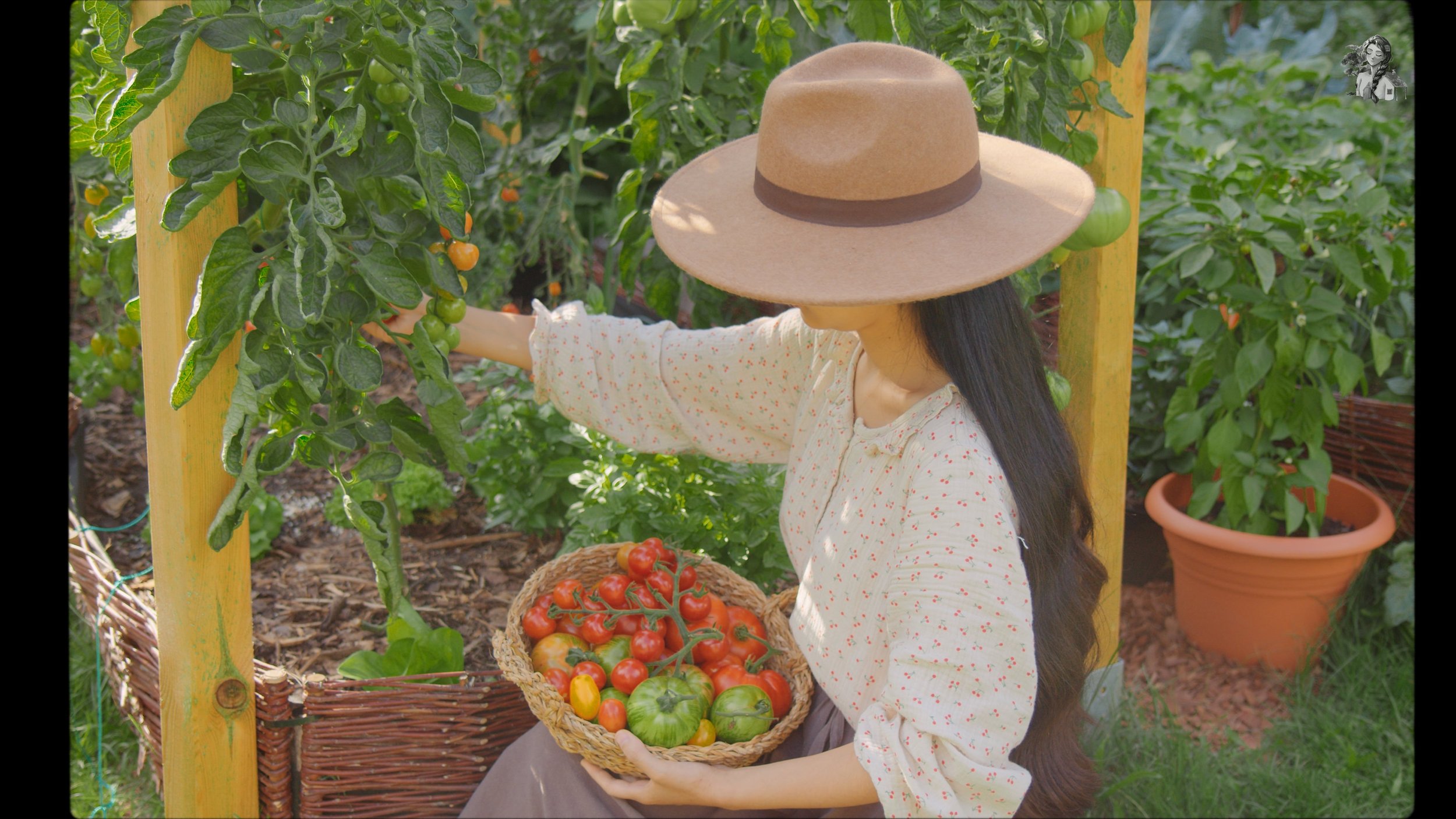 Everything About Growing Tomatoes - Her86m2 _1.240.1.jpg