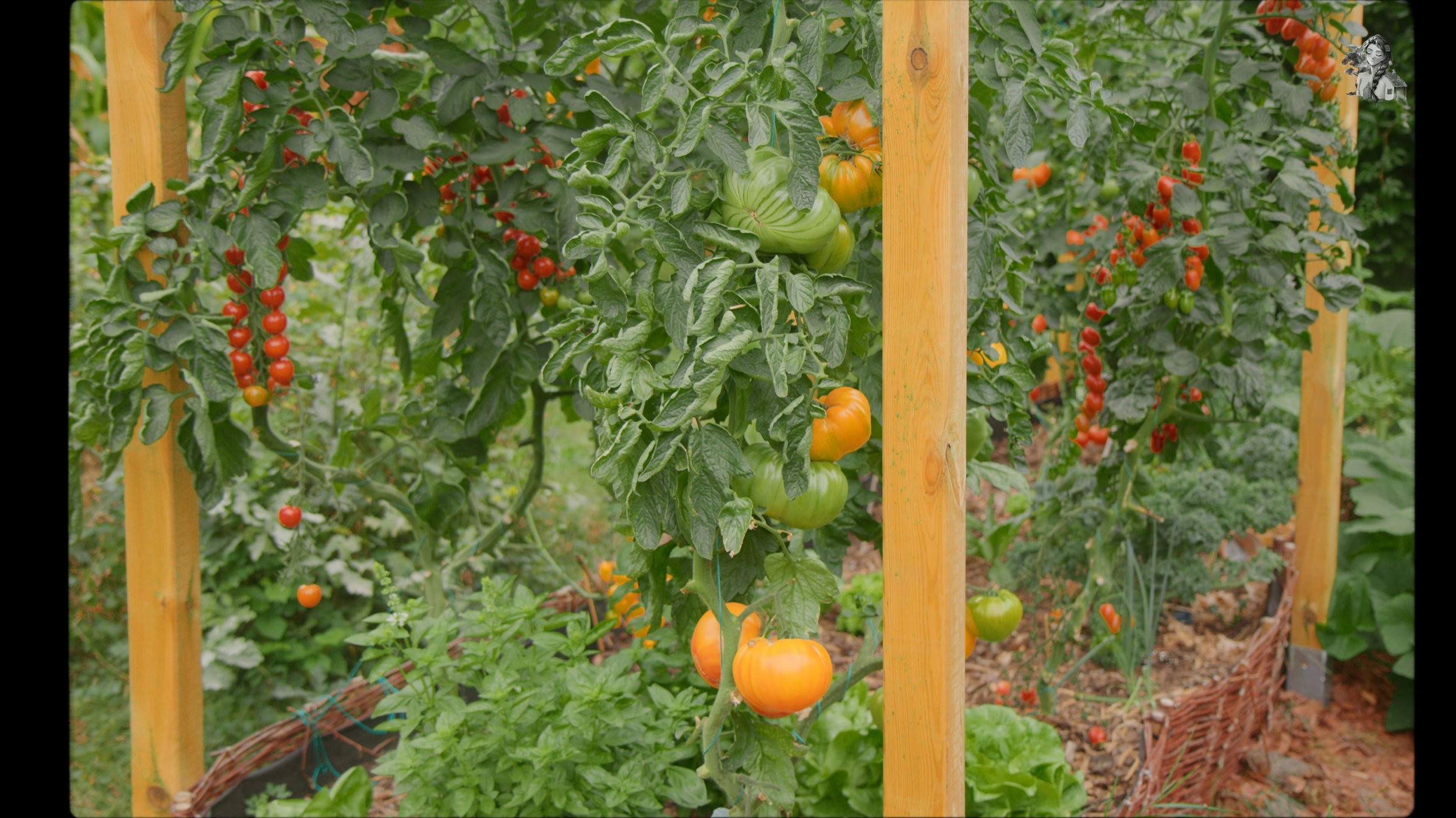 Everything About Growing Tomatoes - Her86m2 _1.250.1.jpg