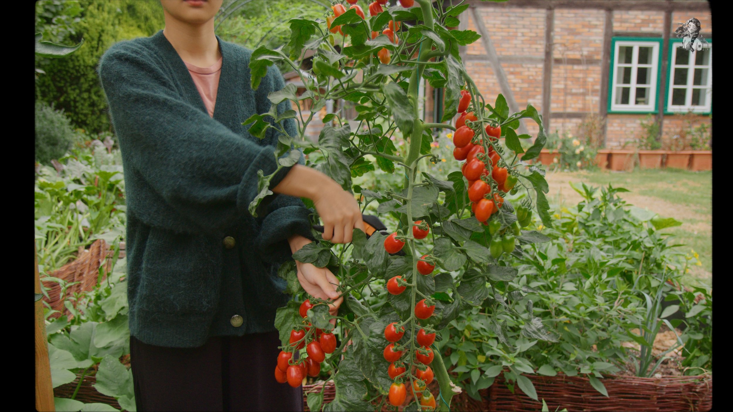 Everything About Growing Tomatoes - Her86m2 _1.253.1.jpg