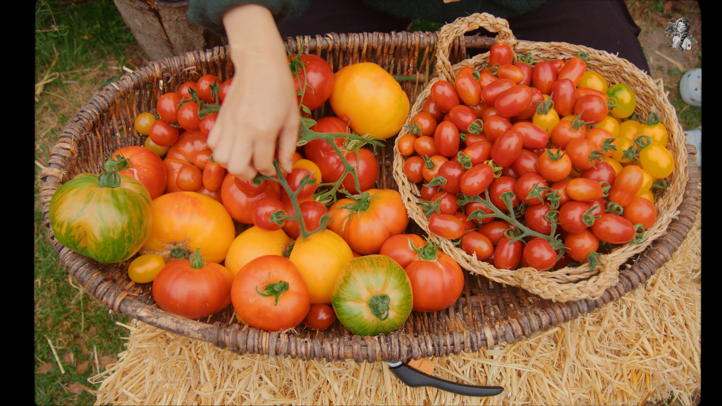 Everything About Growing Tomatoes - Her86m2 _1.259.1.jpg