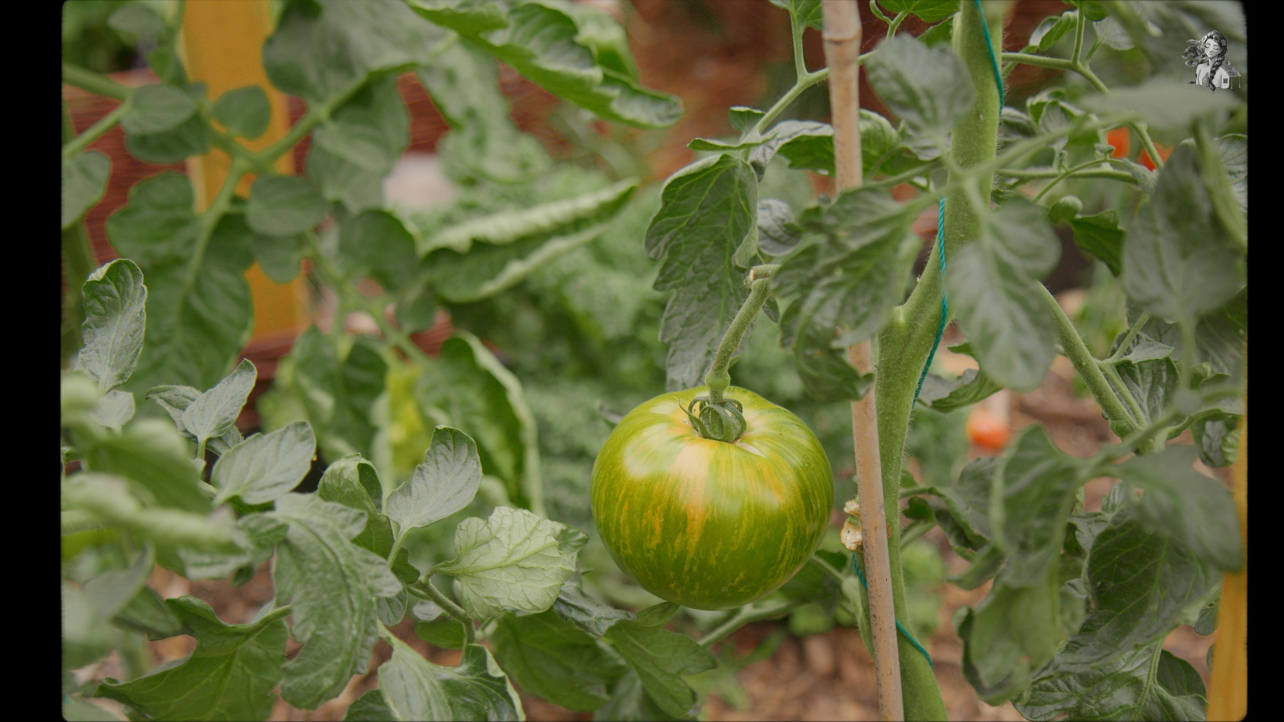 Everything About Growing Tomatoes - Her86m2 _1.304.1.jpg