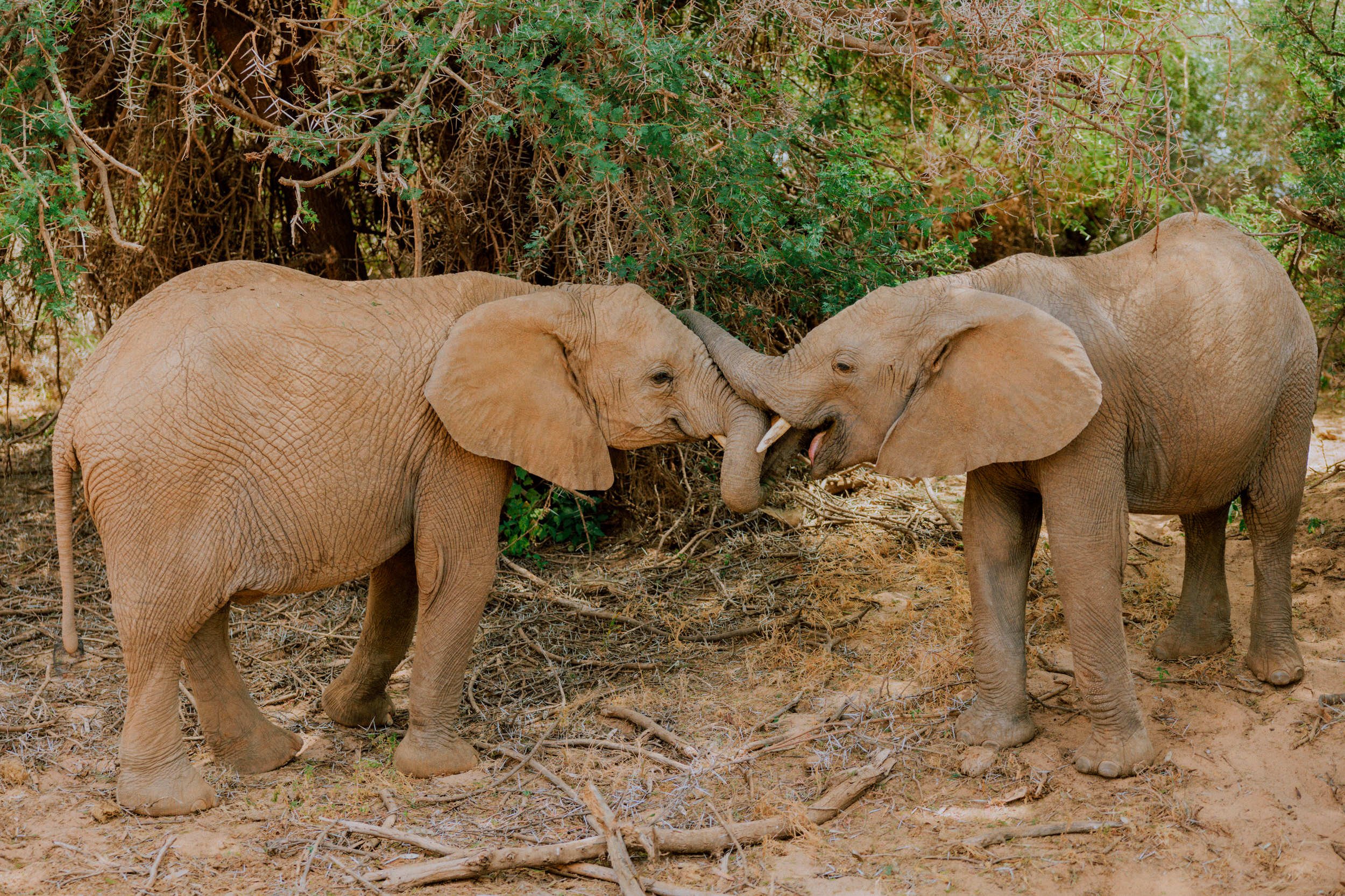 Samburu Kenya Elopement - Susan & Ritchie - Tu Nguyen Wedding - 82.jpg