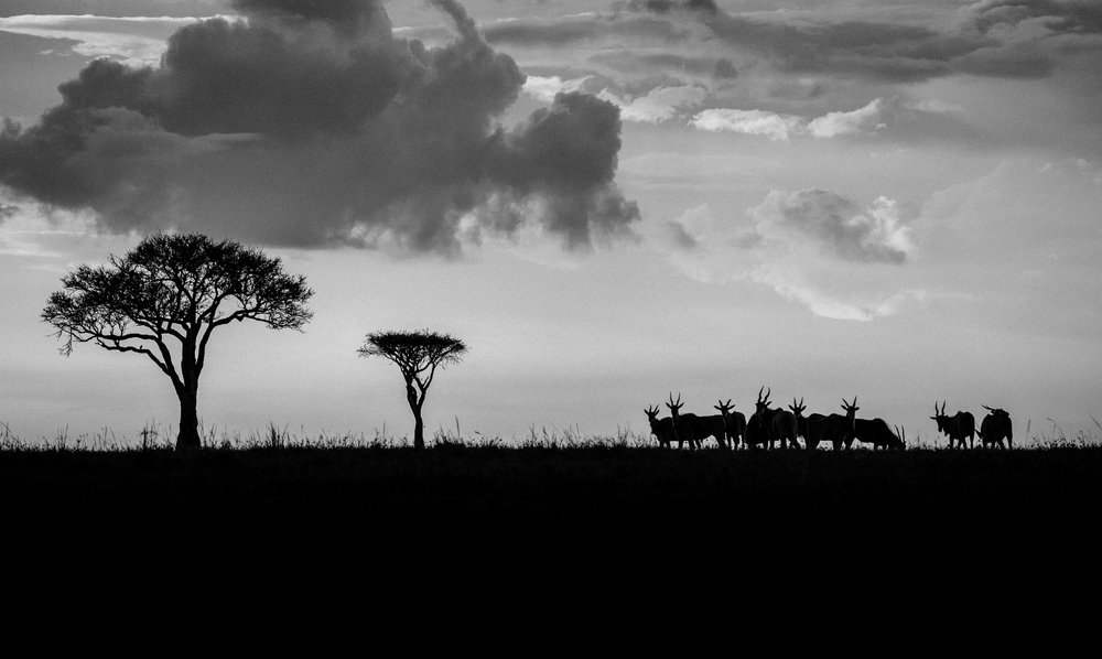 Samburu Kenya Elopement - Susan & Ritchie - Tu Nguyen Wedding - 176.jpg