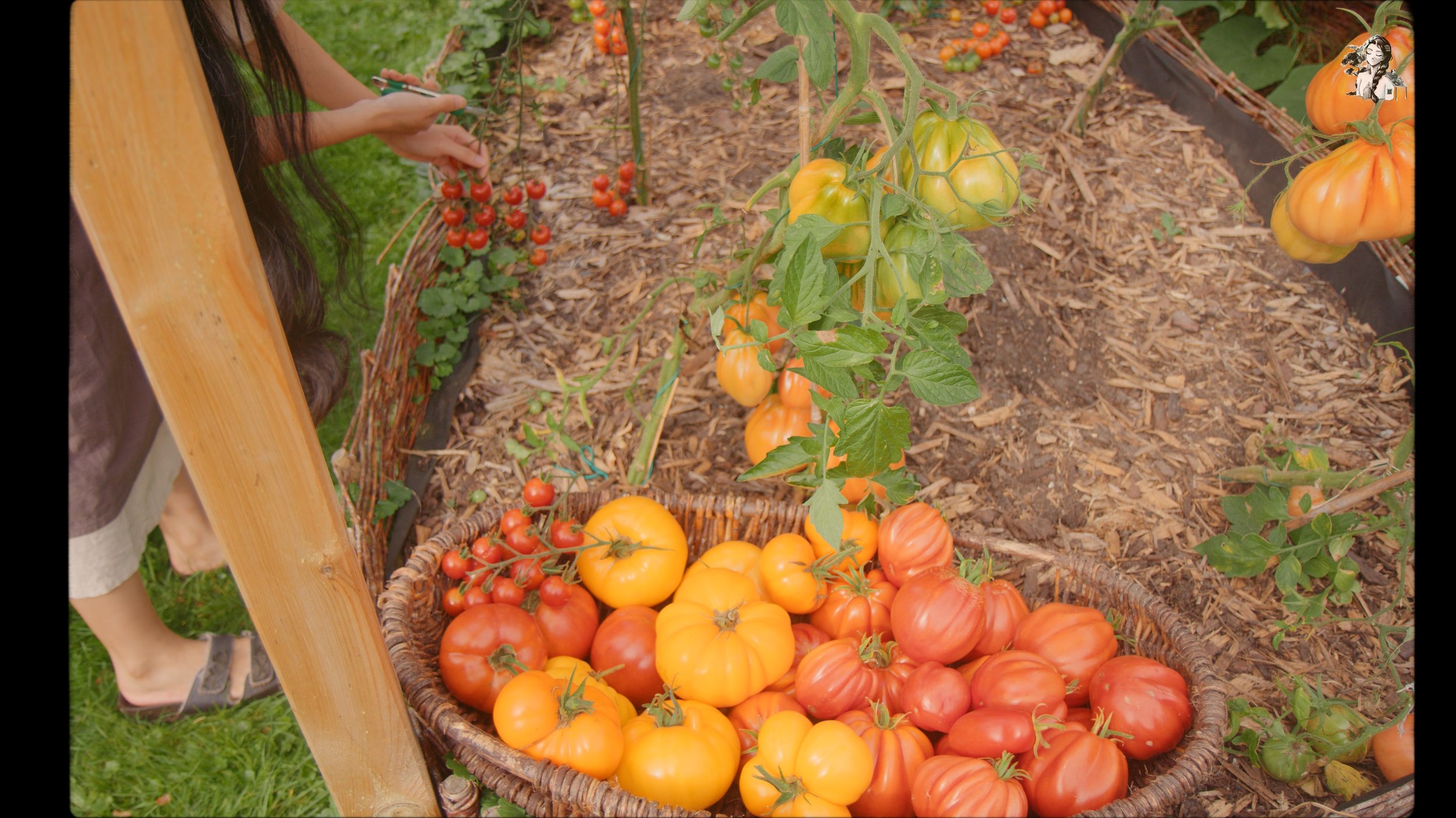 218 Days of Growing My Vegetables Garden_1.830.1.jpg