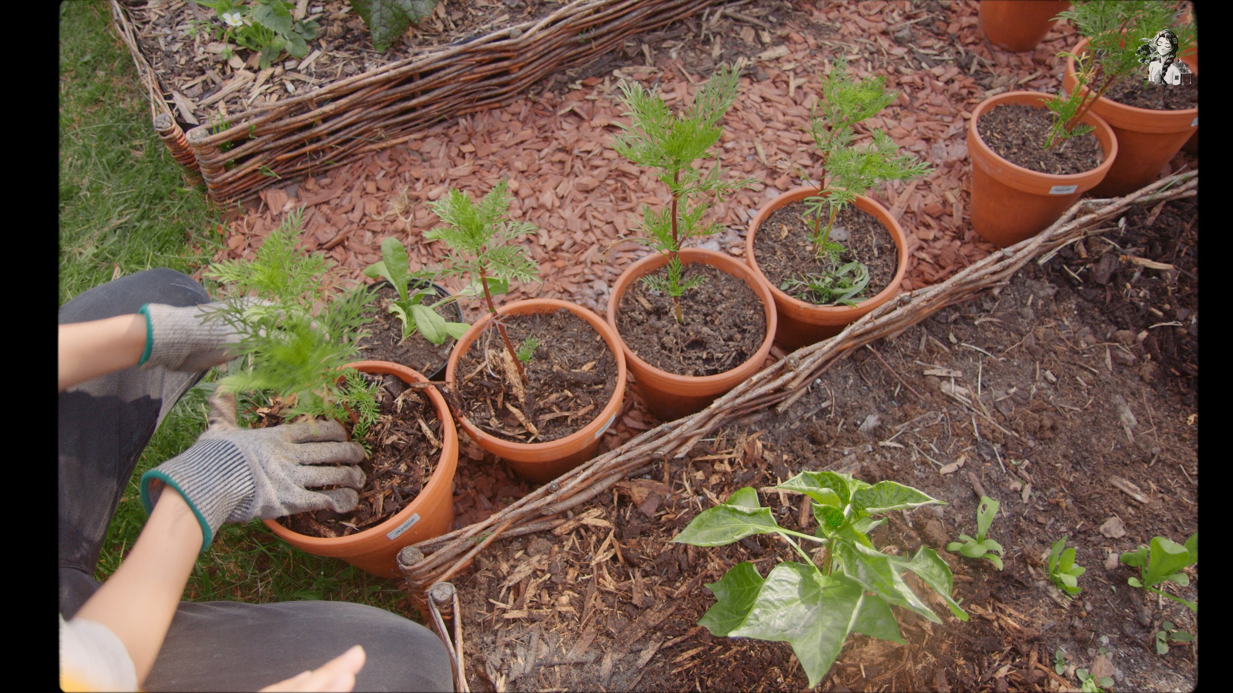 218 Days of Growing My Vegetables Garden_1.268.1.jpg