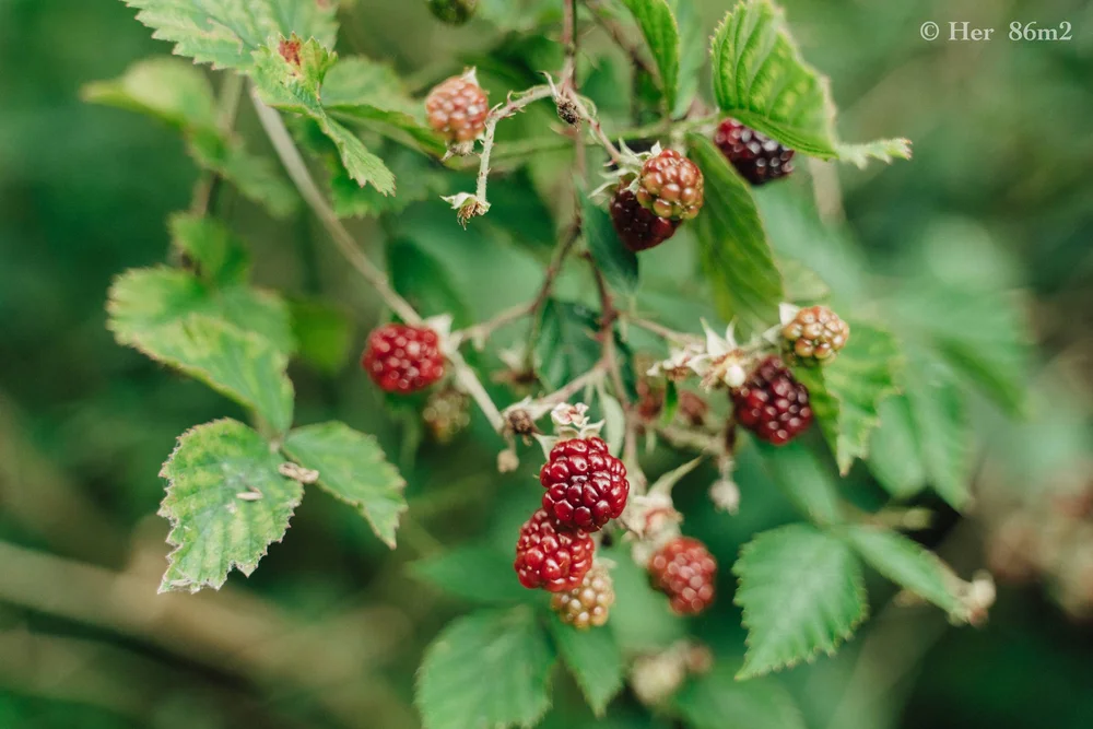 Endless Days of Summer - Slow Life in the Countryside in Germany  51.JPG