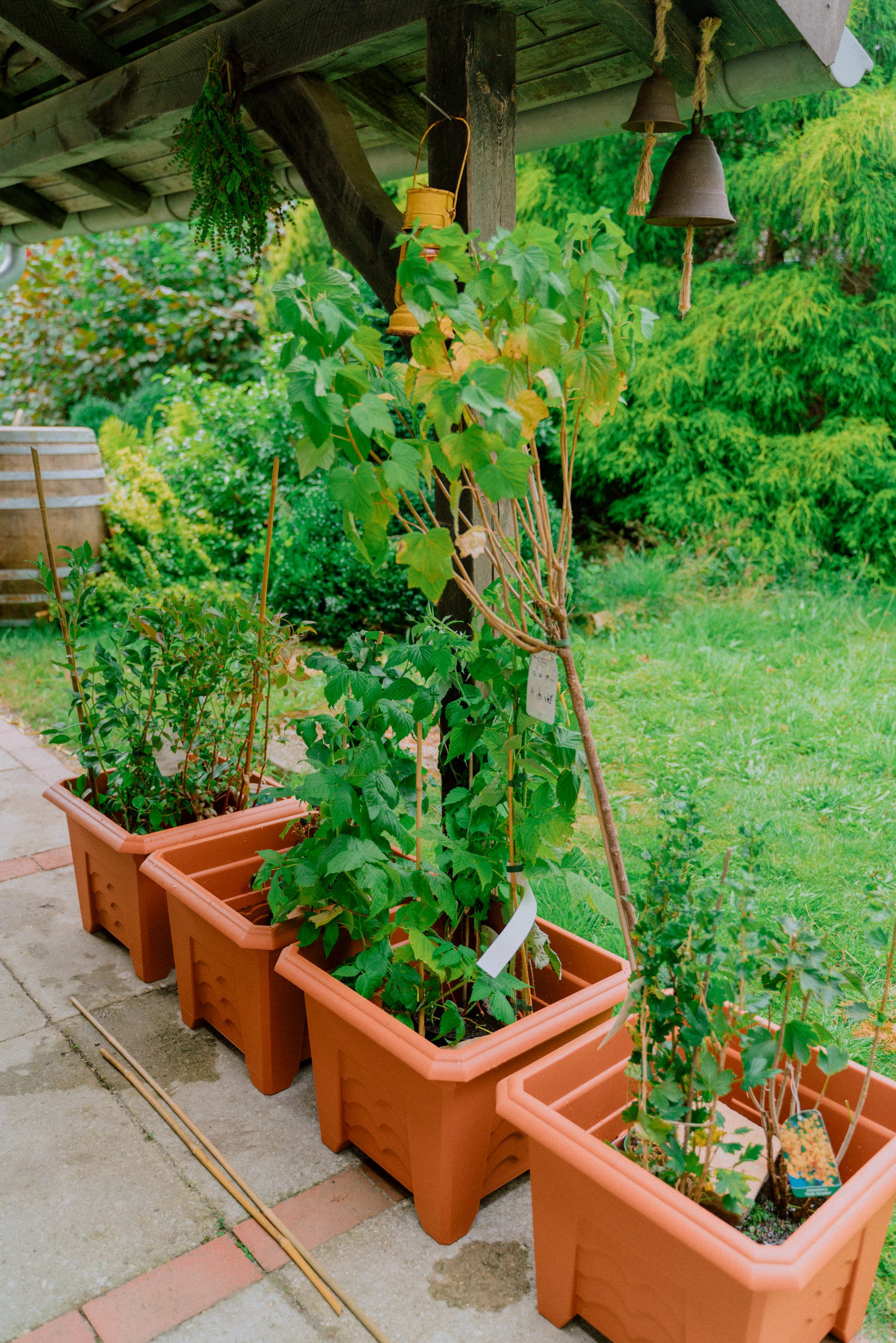 How to Grow Berries in Containers - Her86m2 4.jpg