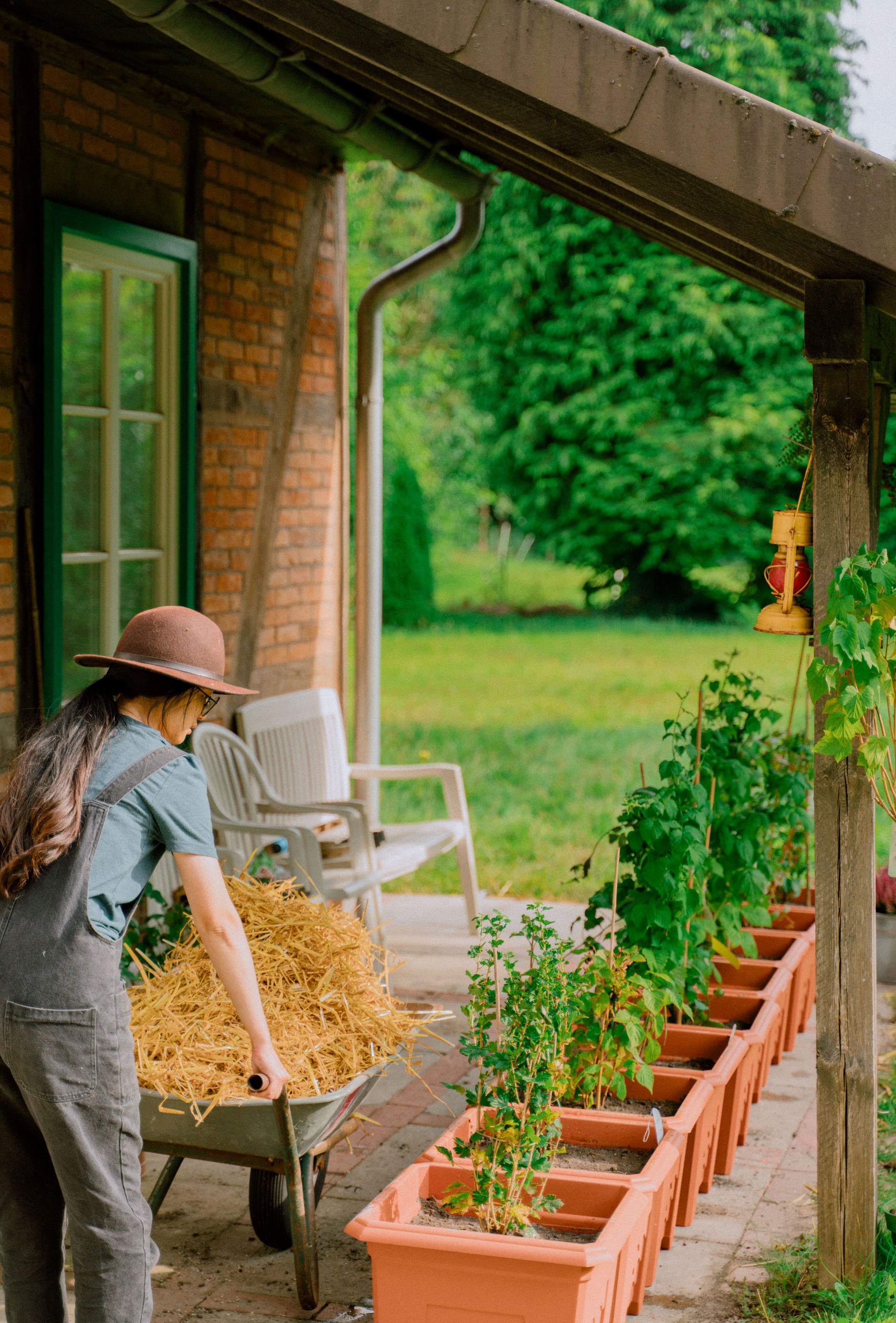 How to Grow Berries in Containers - Her86m2 12.jpg