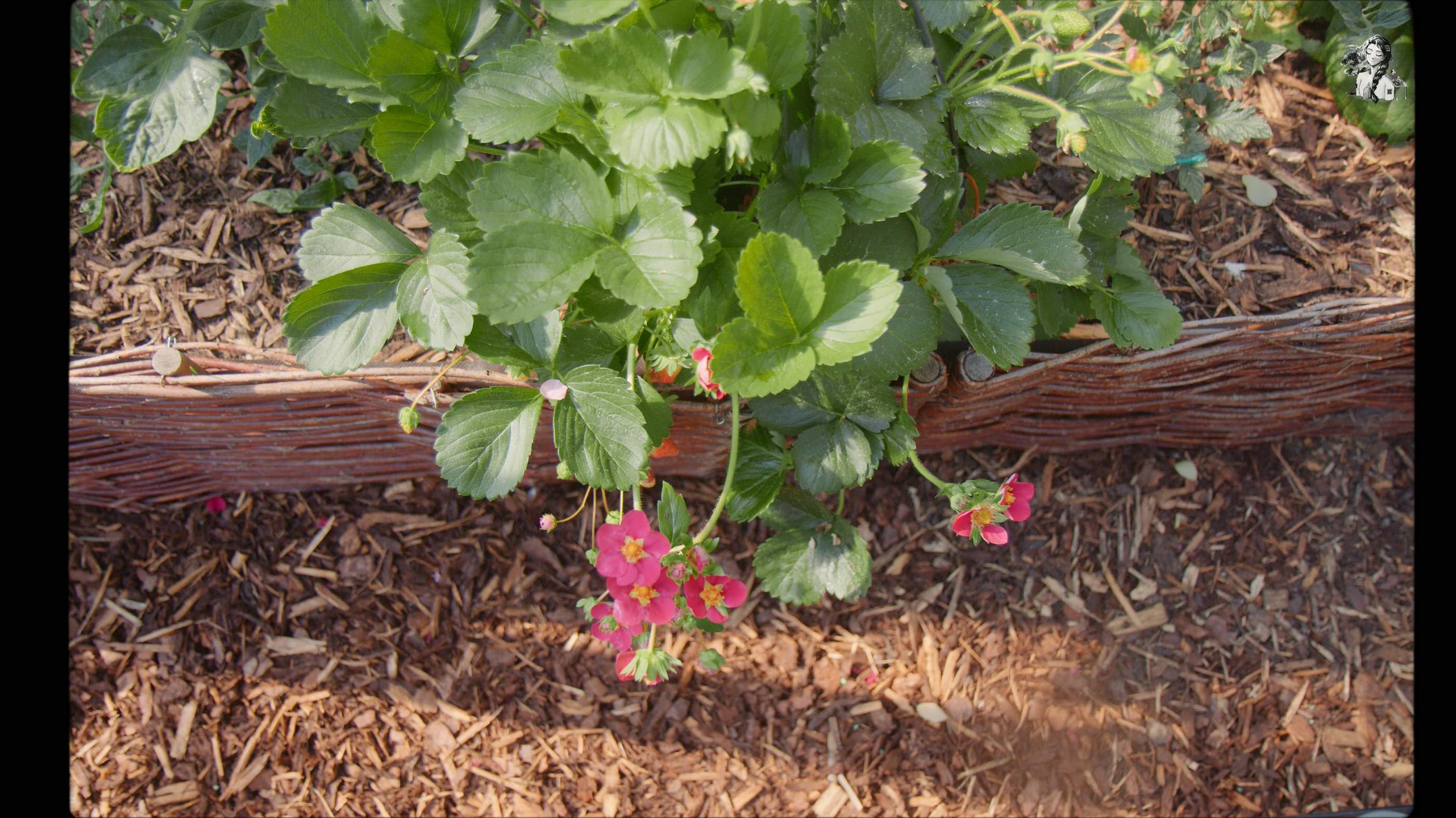 Growing Berries in the Backyard Garden - Her86m2 _1.30.1.jpg