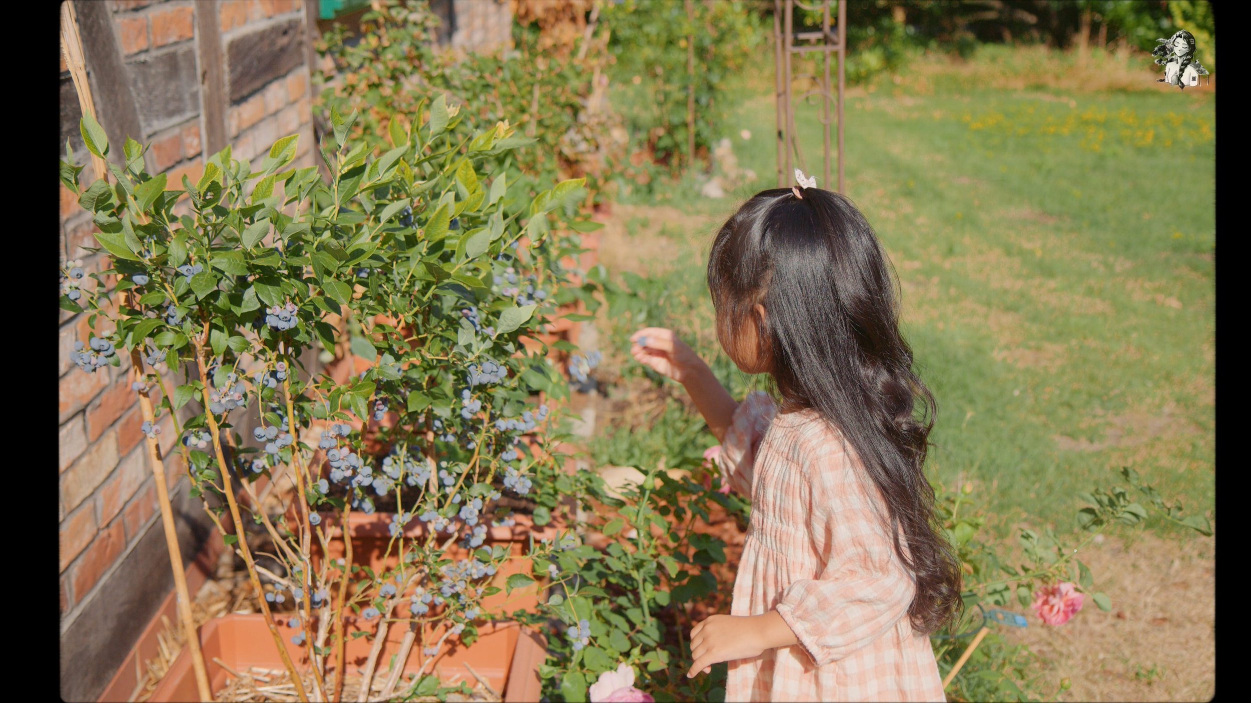 Growing Berries in the Backyard Garden - Her86m2 _1.191.1.jpg