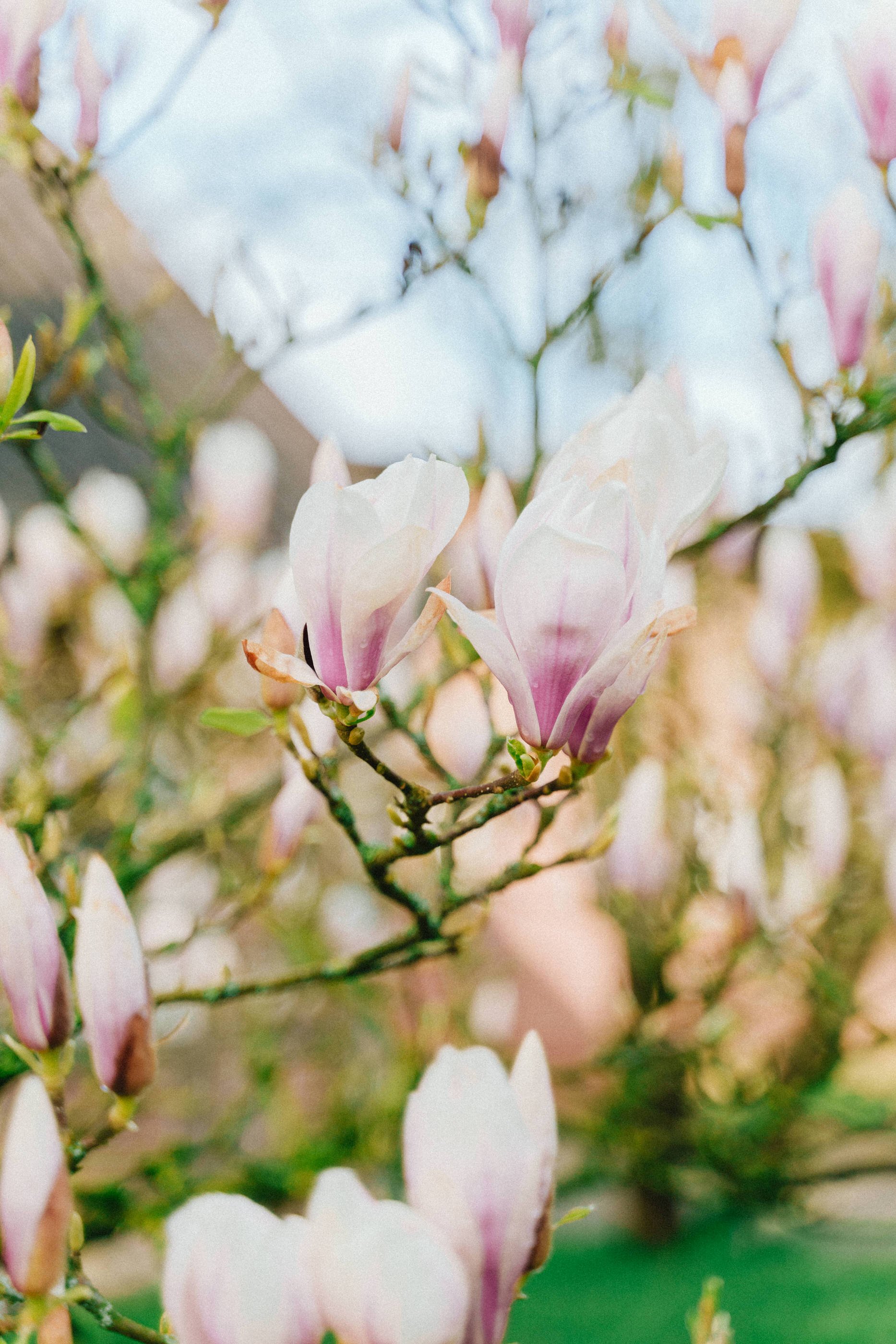 Magnolia Flower - Magnolia Recipes - Finding Joy in Homemaking - Her86m2 _7IV3490.jpg