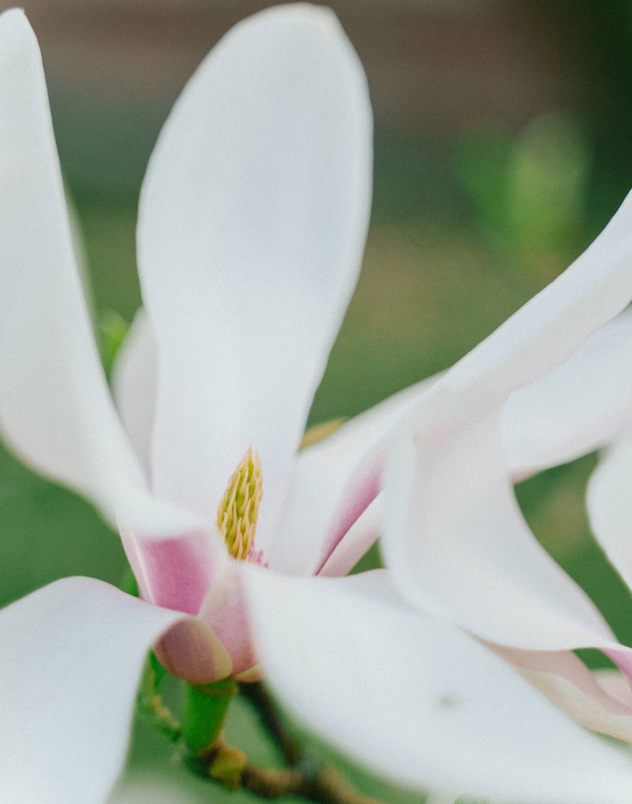 Magnolia Flower - Magnolia Recipes - Finding Joy in Homemaking - Her86m2 _7IV3501.jpg