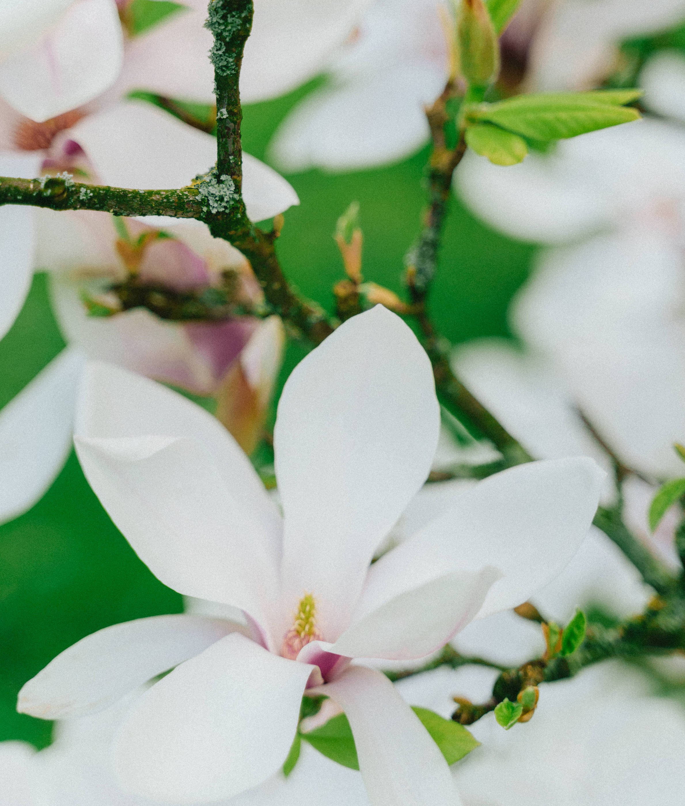 Magnolia Flower - Magnolia Recipes - Finding Joy in Homemaking - Her86m2 _7IV3494.jpg