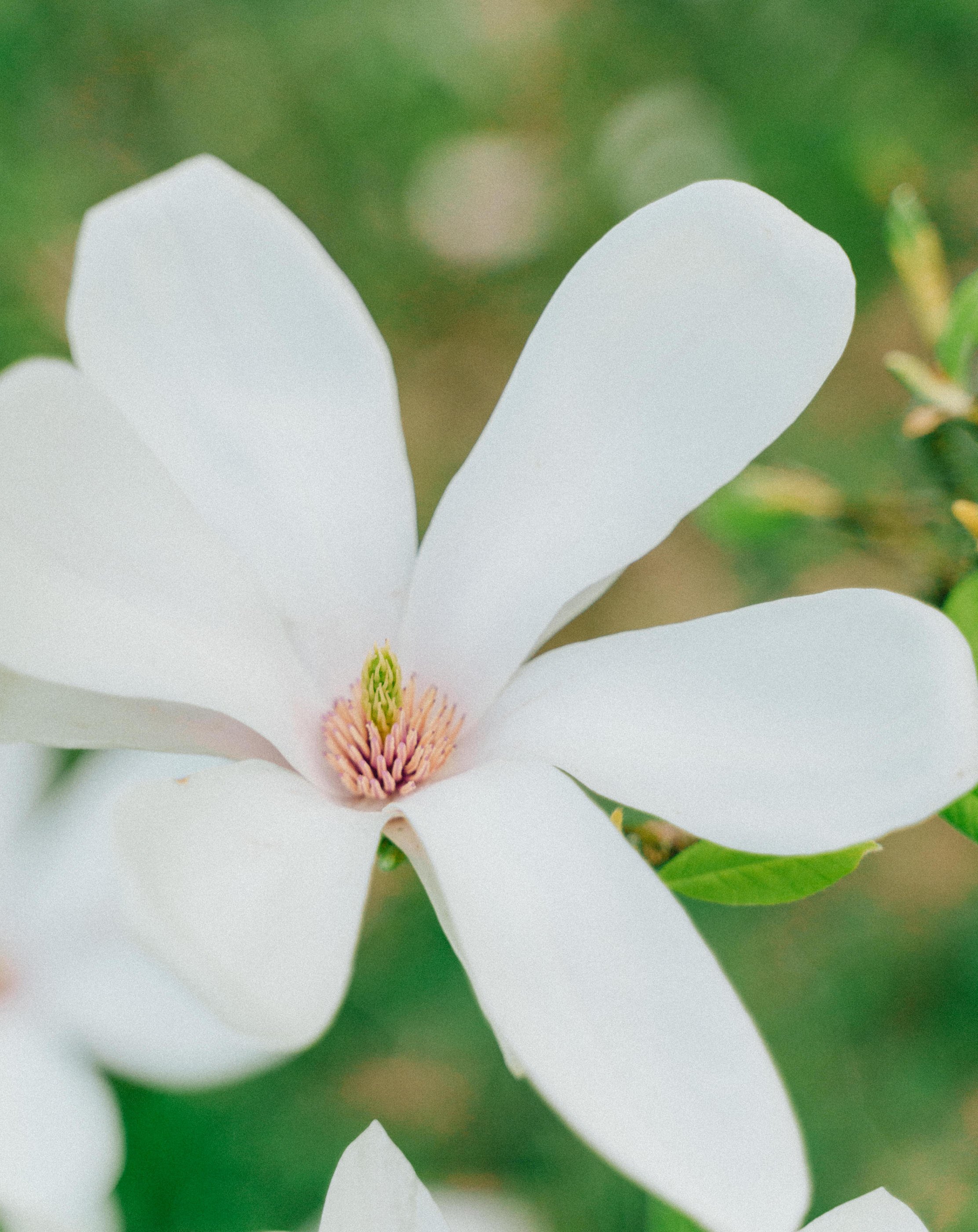 Magnolia Flower - Magnolia Recipes - Finding Joy in Homemaking - Her86m2 _7IV3495.jpg