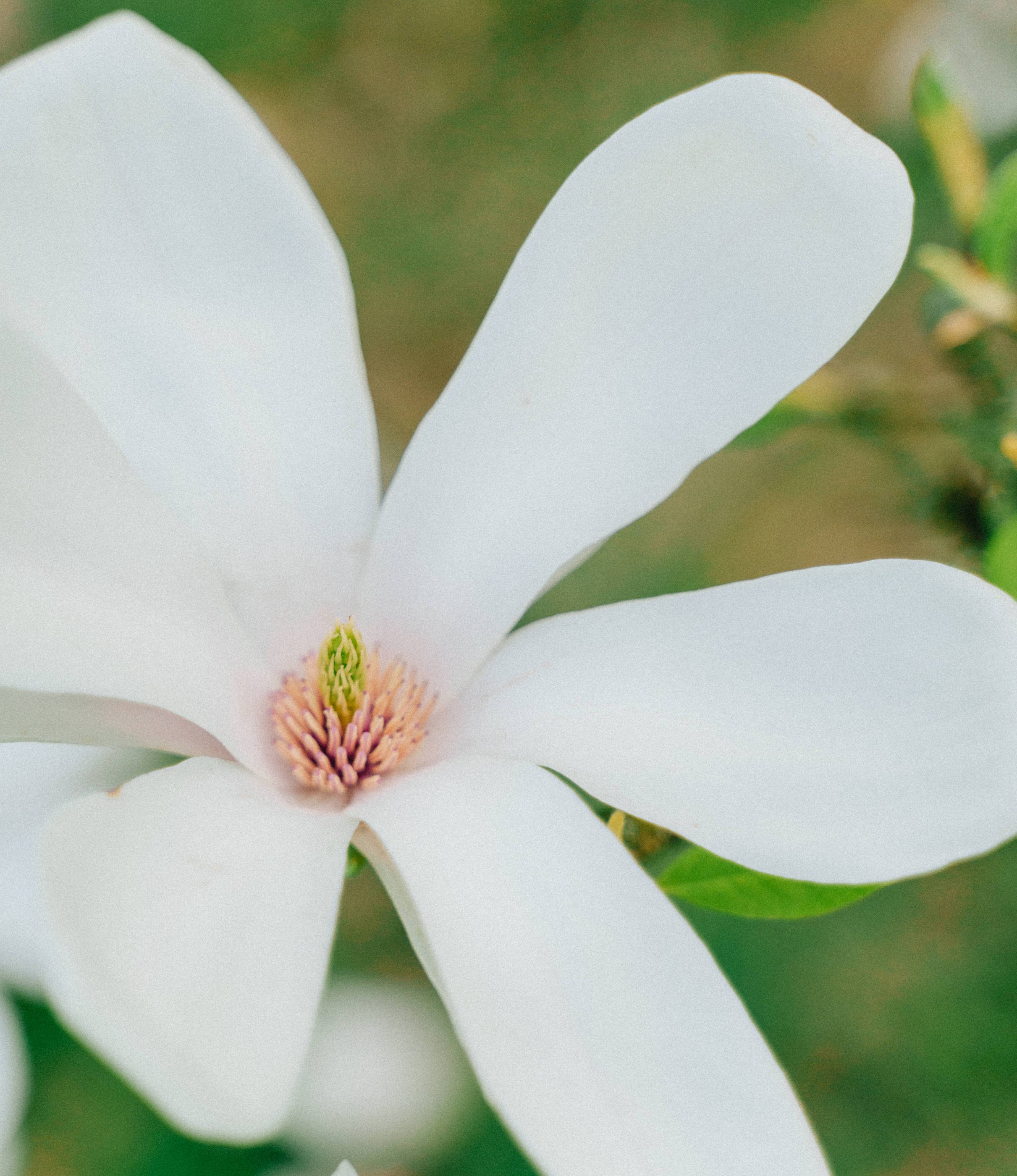 Magnolia Flower - Magnolia Recipes - Finding Joy in Homemaking - Her86m2 _7IV3498.jpg