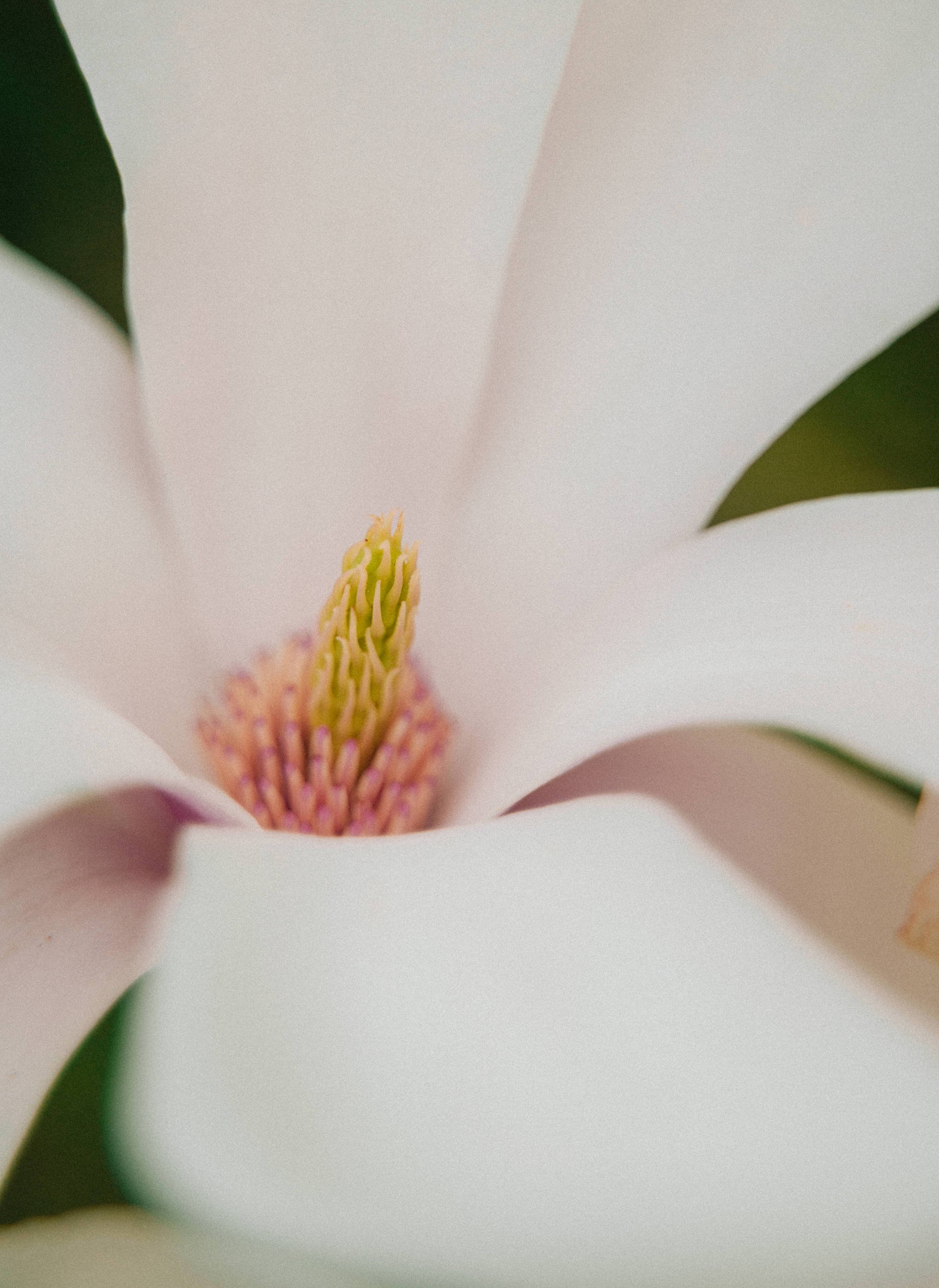 Magnolia Flower - Magnolia Recipes - Finding Joy in Homemaking - Her86m2 _7IV3567-2.jpg