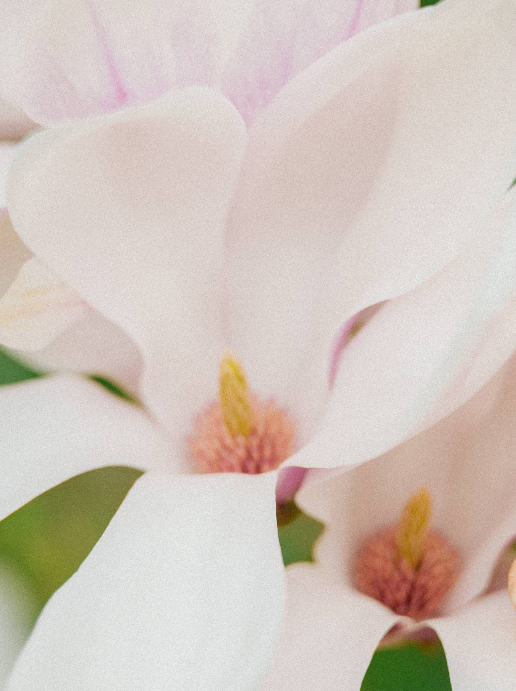Magnolia Flower - Magnolia Recipes - Finding Joy in Homemaking - Her86m2 _7IV3569.jpg