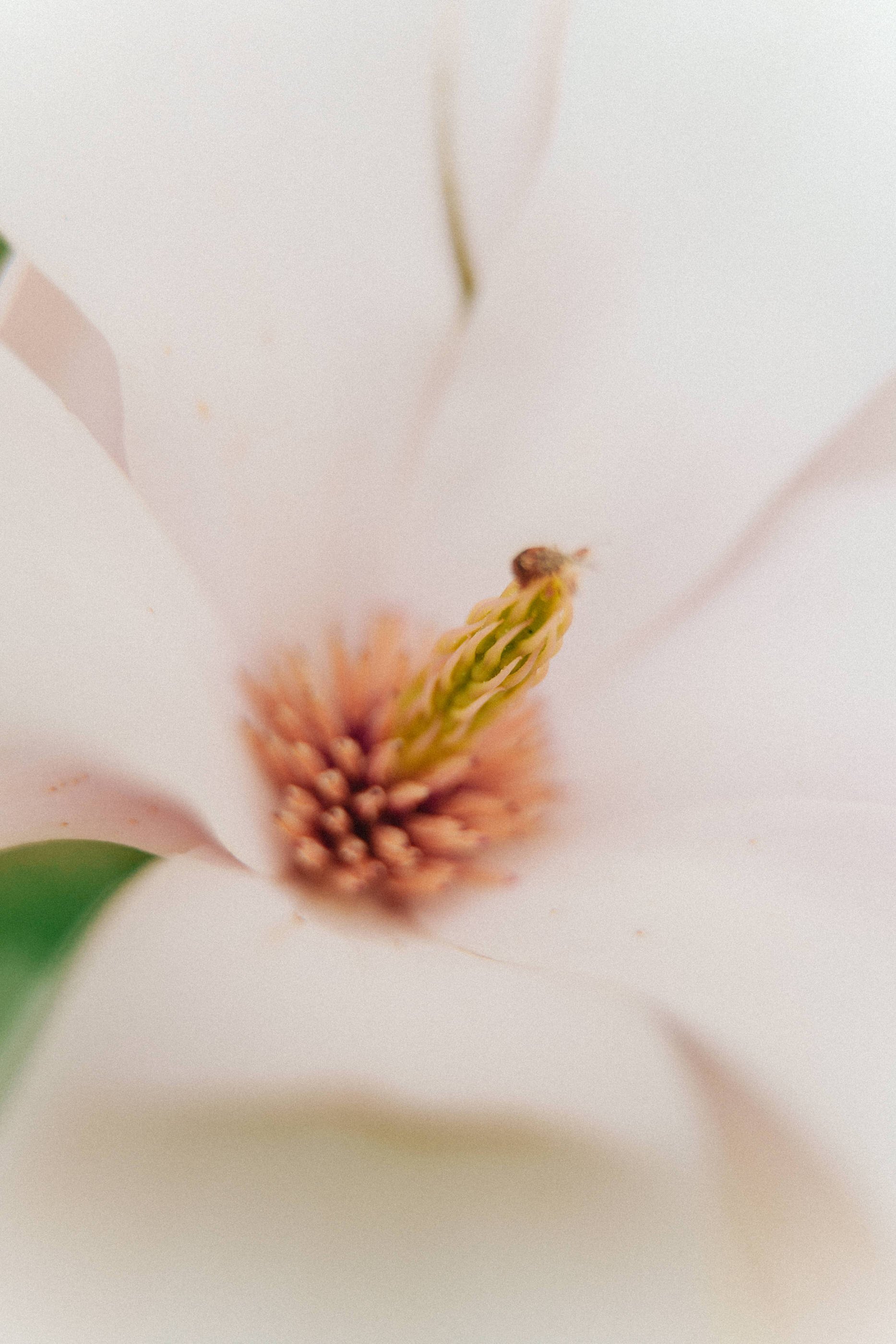 Magnolia Flower - Magnolia Recipes - Finding Joy in Homemaking - Her86m2 _7IV3601.jpg
