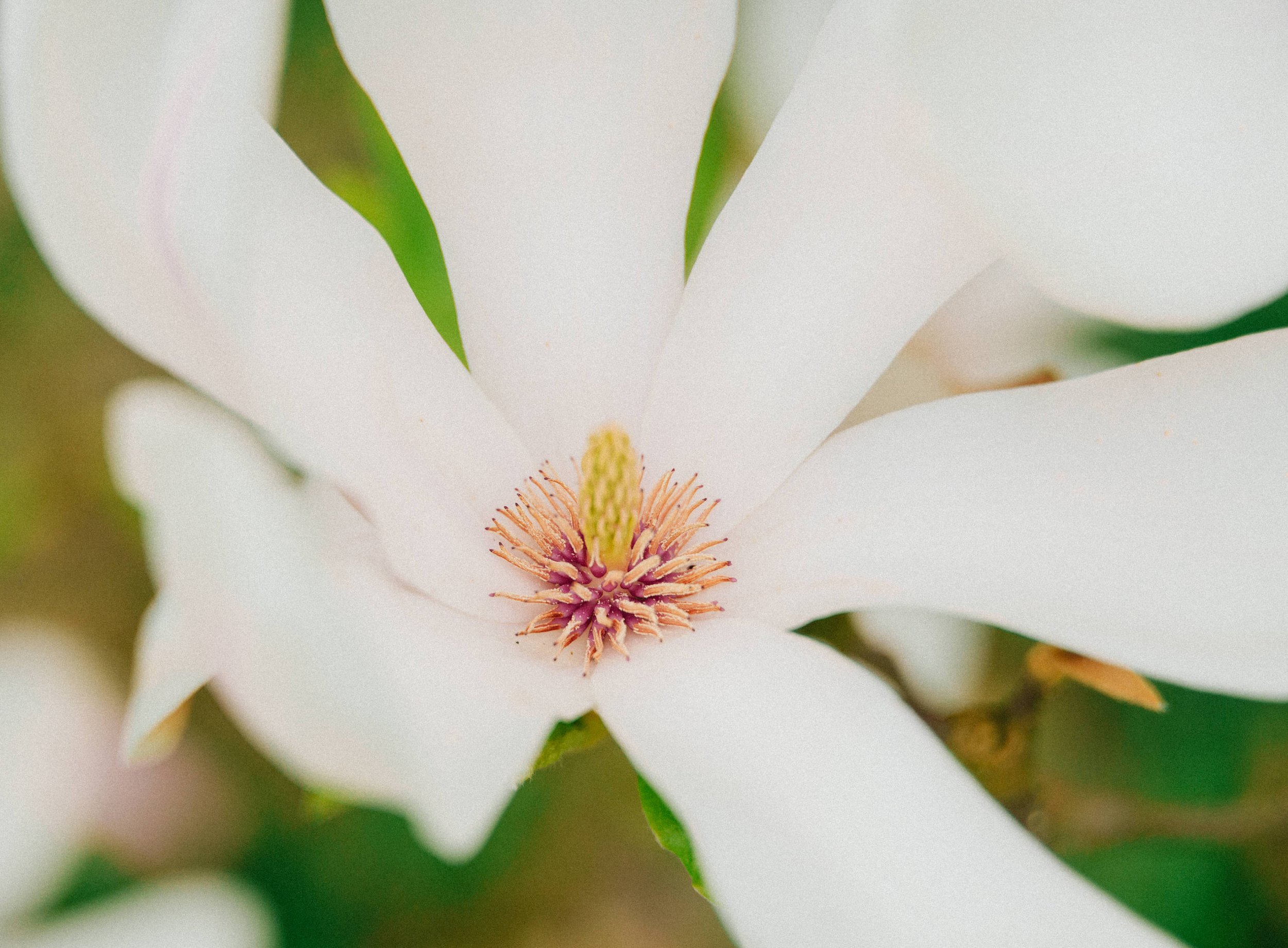 Magnolia Flower - Magnolia Recipes - Finding Joy in Homemaking - Her86m2 _7IV3581.jpg