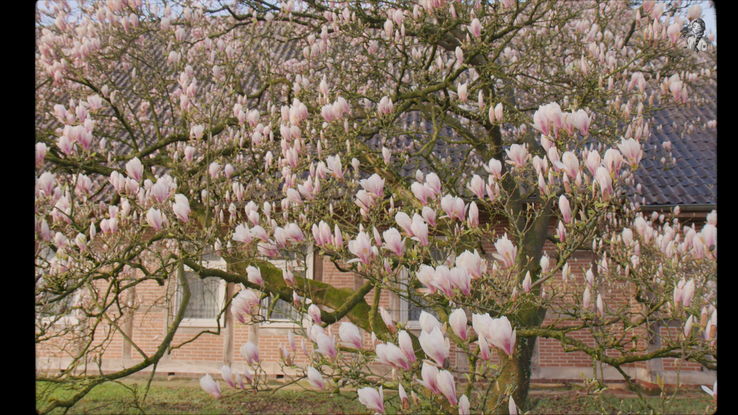 Finding Joy in Homemaking - Foraging Magnolia - Magnolia Tee - Magnolia Salad - Her86m2 _1.63.1.jpg