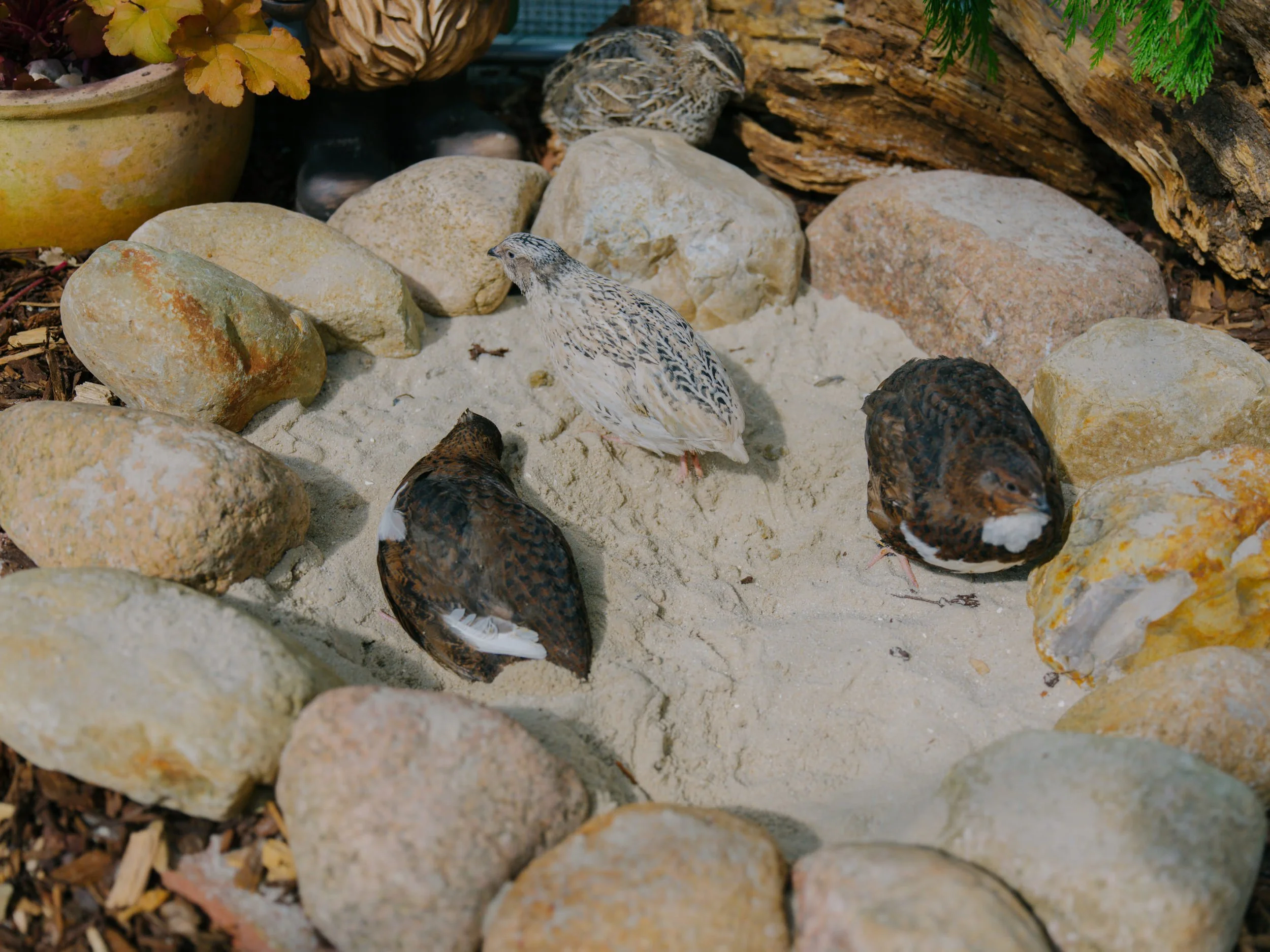 B0000277.jpg