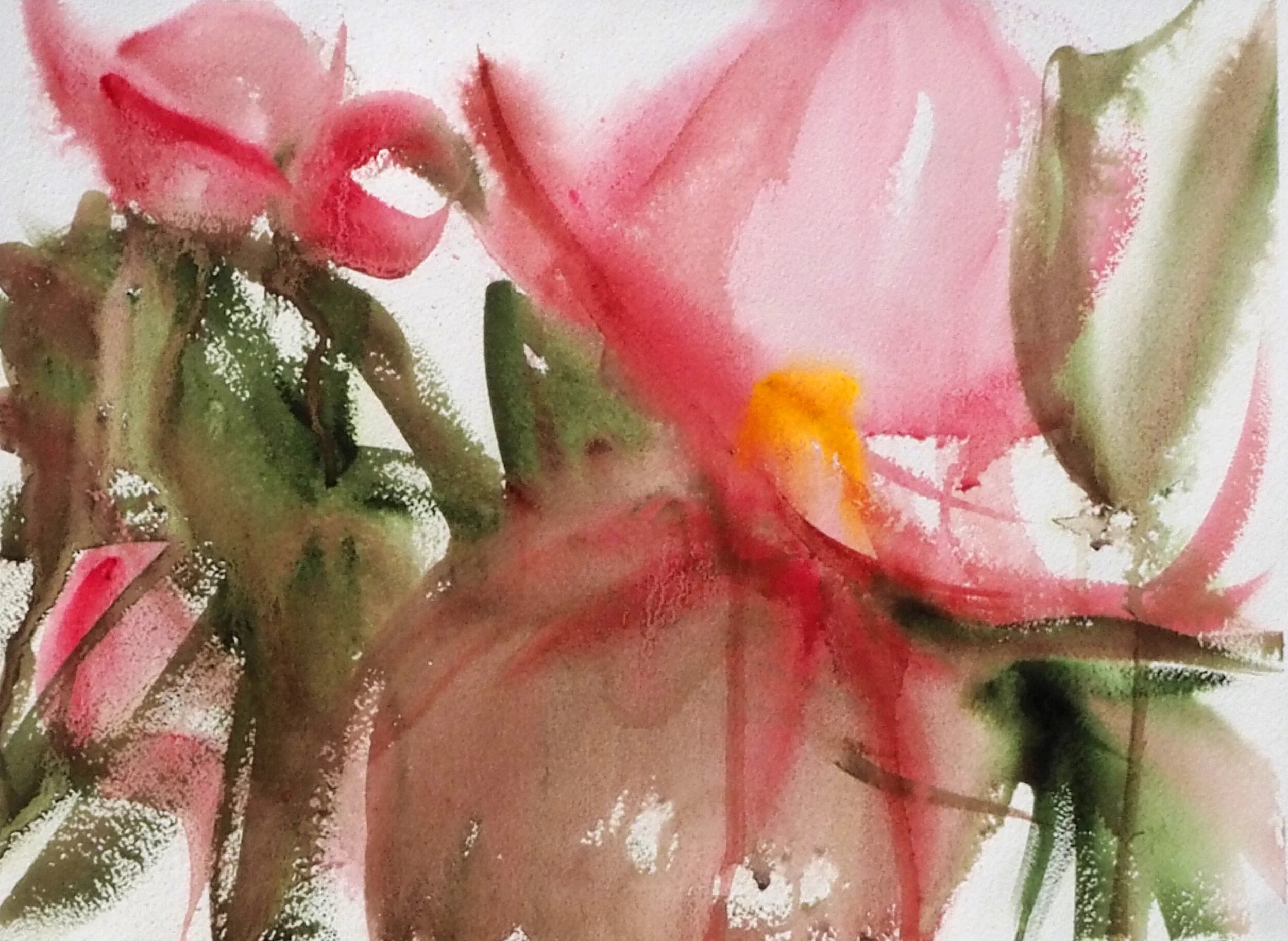 Essence of Begonias