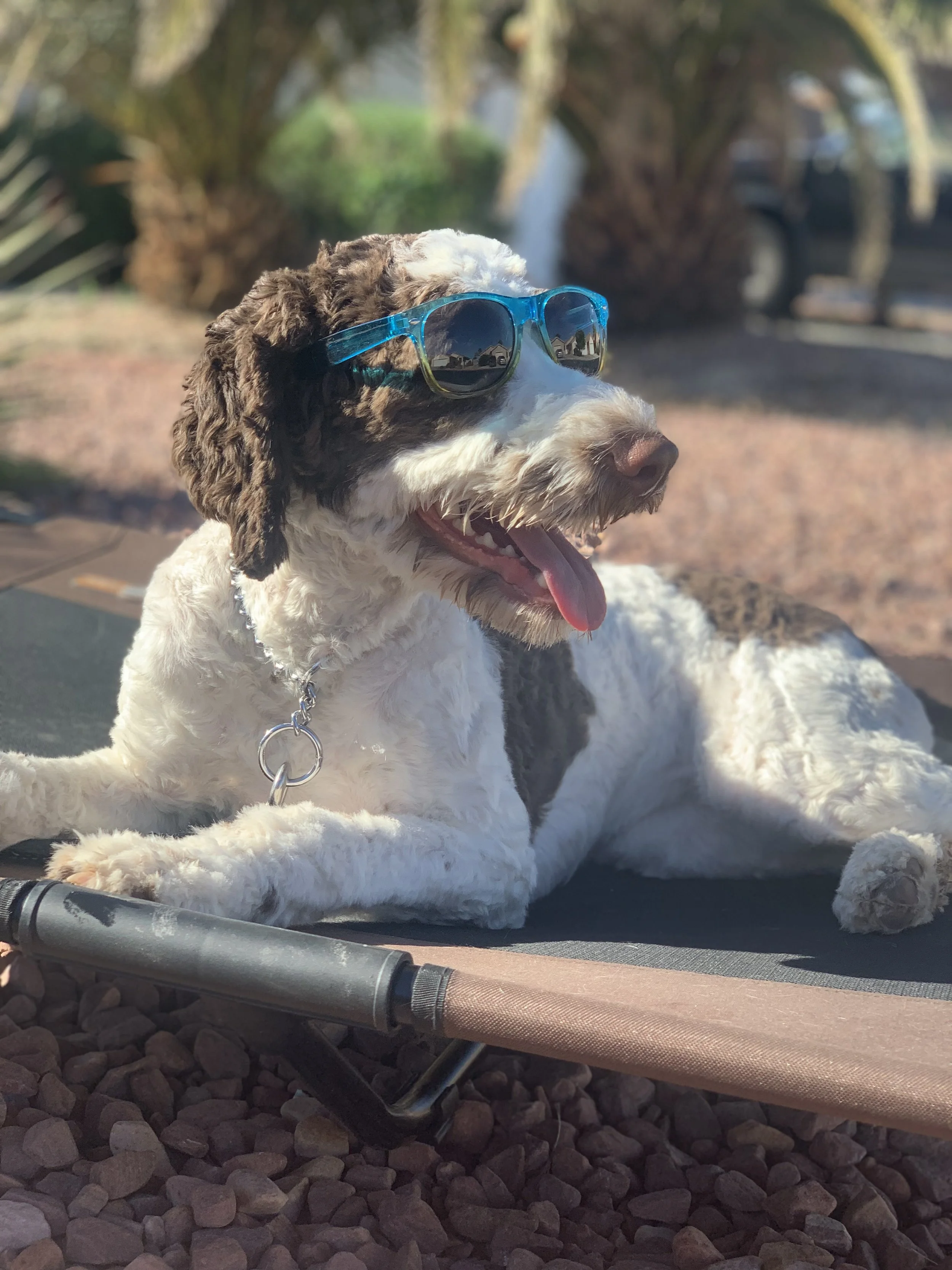 Lorenzo's Dog Training Team