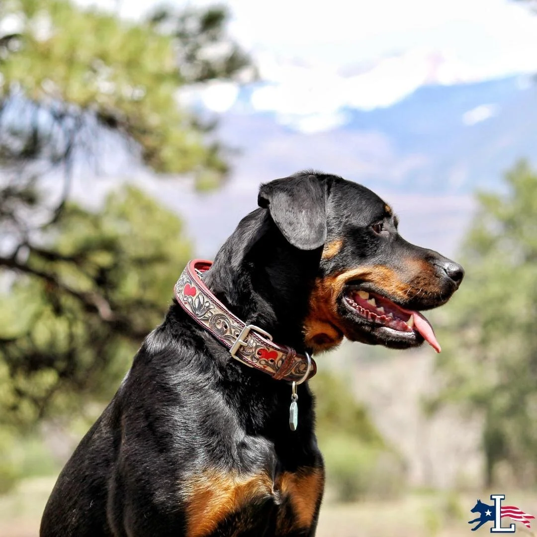 Lorenzo s Dog Training Team lorenzo-s-dog-training-team