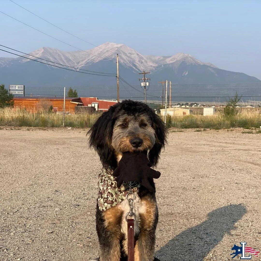 Lorenzo's Dog Training Team