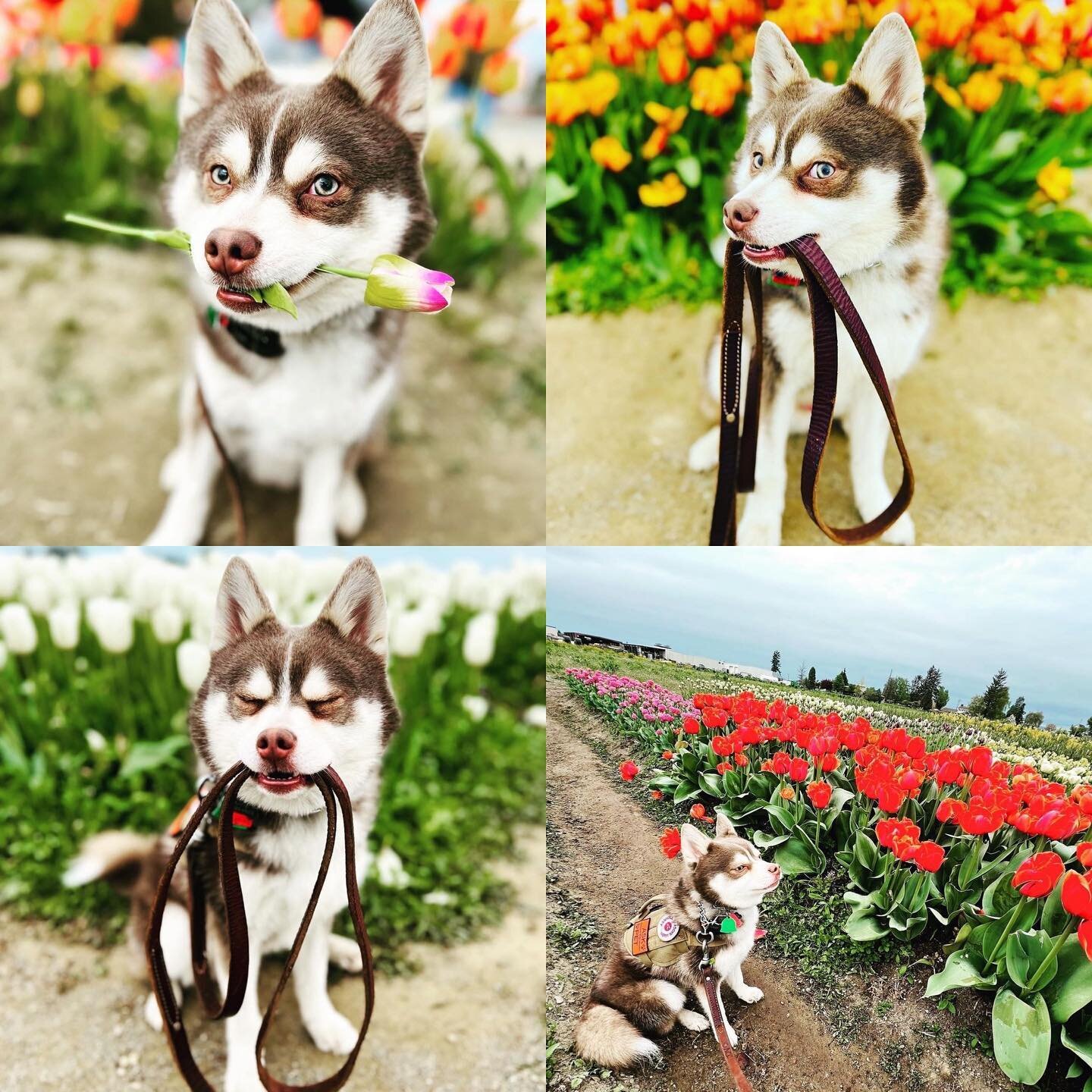 😍🐶👀#whoishe #dogmodel 

#Repost @desireenelson_ldtt 
・・・
After sessions yesterday, @ramb1n0 got to experience @roozengaarde tulip farm as well as @tuliptown 🌷💐
He was over it pretty quick when I kept insisting with photos - and in the last pic, 