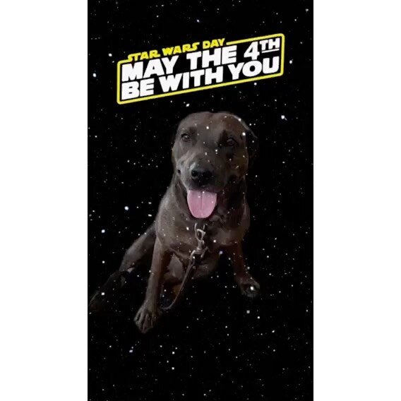 These Are Not the Dogs You're Looking For. #jedimaster #maythe4thbewithyou #maythefourthbewithyou #jedidogs