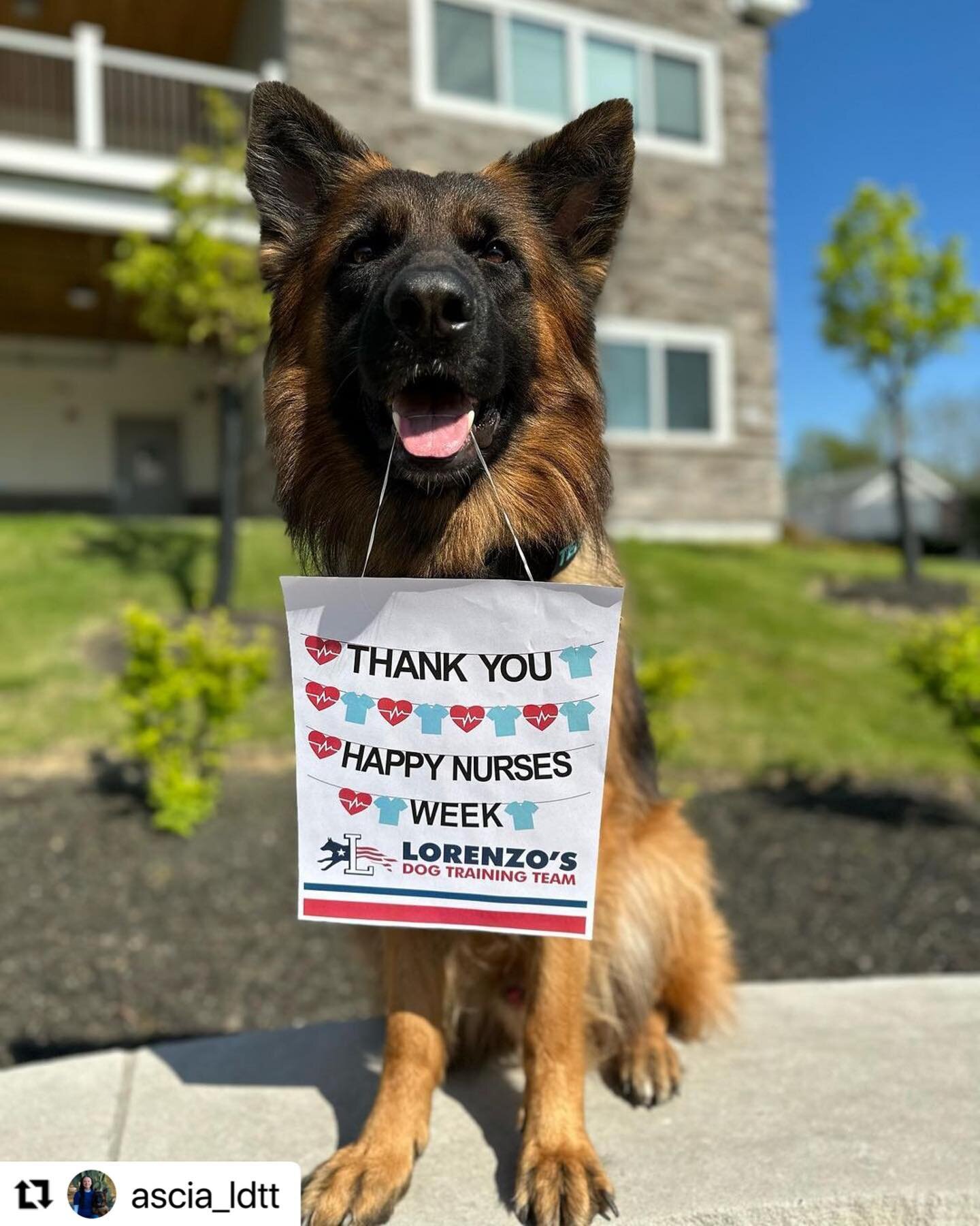 Happy Nurses Week 🩺 From Lorenzo&rsquo;s Dog Training Team and @maverick_ldtt ❤️ Thank you for all you do! 

#Repost @ascia_ldtt

#lorenzosdogtrainingteam #lorenzosdogtraining #lorenzos #professionaldogtrainer #professionaldogtraining #professional 