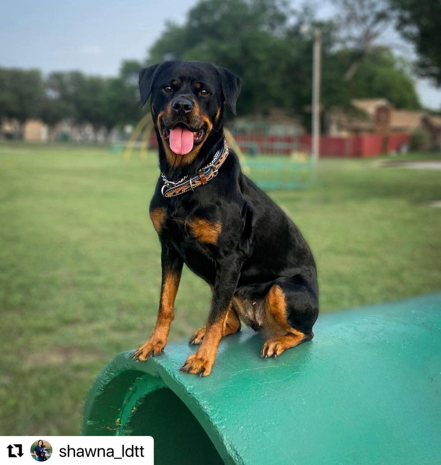 Our girl Ava looking absolutely stunning!🤩
#Repost @shawna_ldtt
・・・
Went to check out this park down the road. Not toddler friendly but definitely dog agility/utility friendly 😁

#dog #dogtraining #dogtrainers #Rottweiler #rottie #r&ouml;ttweilerso