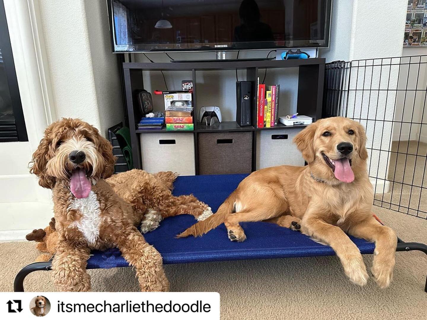 We love our dogs! Once a part of the LDTT Pack, always a part of the LDTT pack. 🐶
&hellip;&hellip;&hellip;&hellip;&hellip;&hellip;&hellip;&hellip;&hellip;&hellip;&hellip;&hellip;&hellip;&hellip;&hellip;&hellip;&hellip;.
#repost @itsmecharliethedoodl